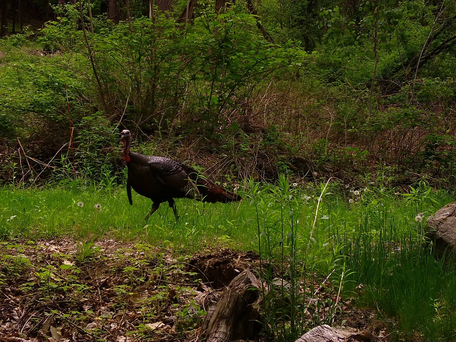 Reservoir Woods Trail Cam (2).webp