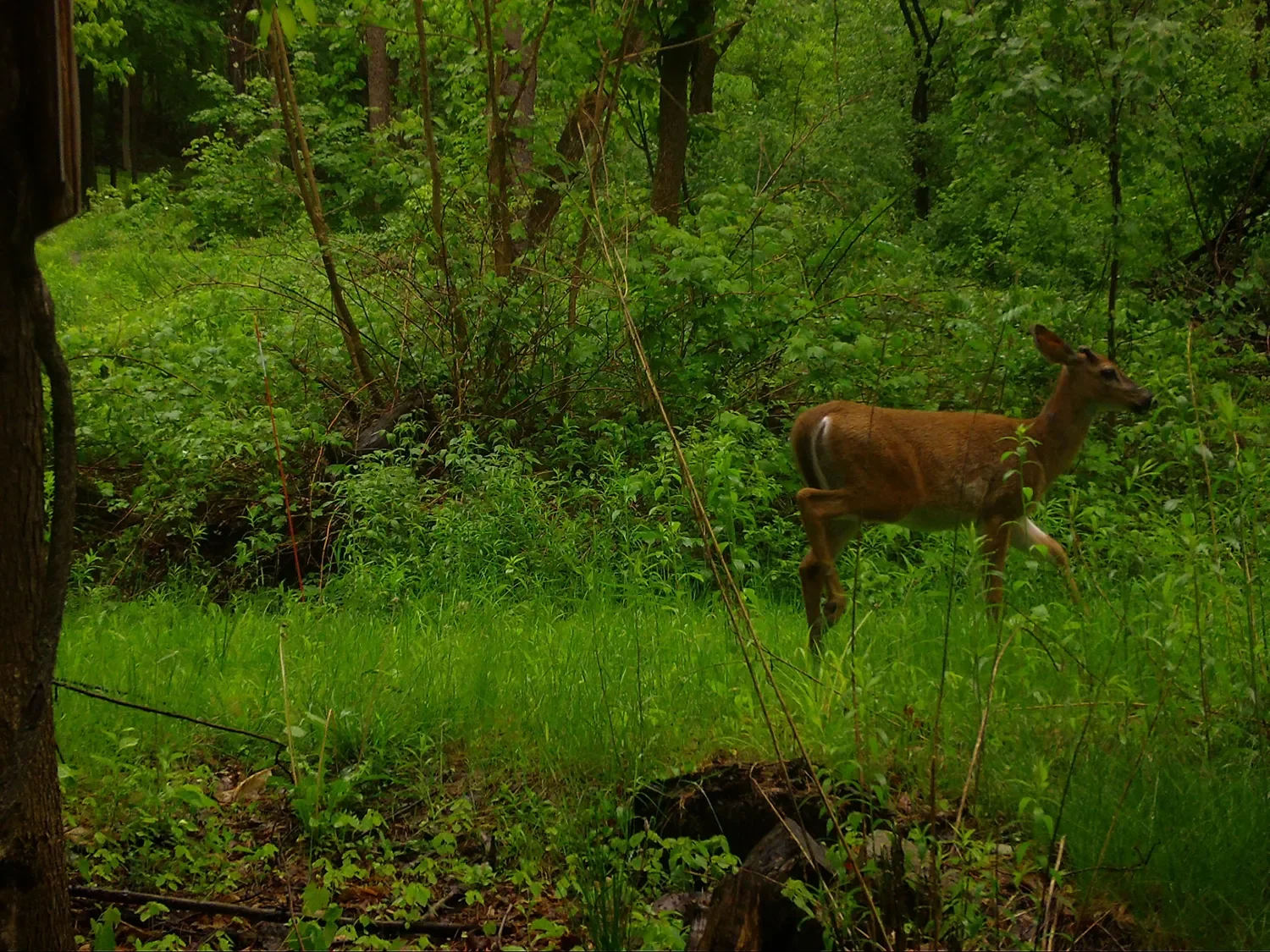 Reservoir Woods Trail Cam (3).webp