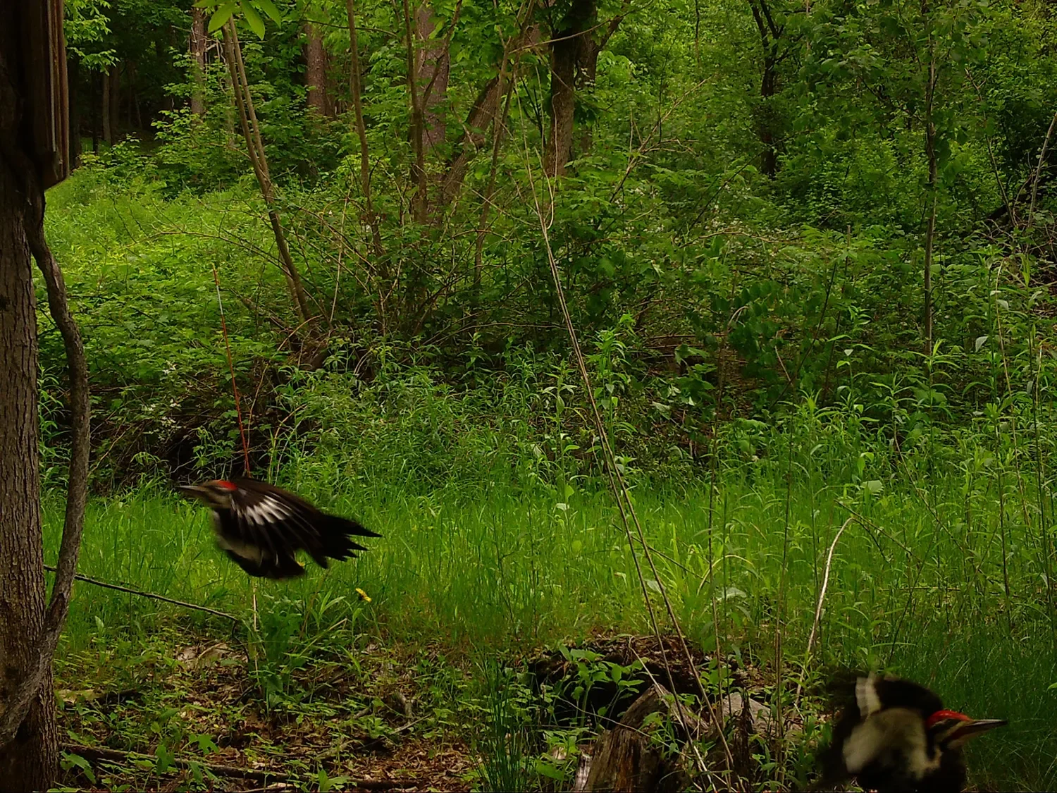 Reservoir Woods Trail Cam (4).webp