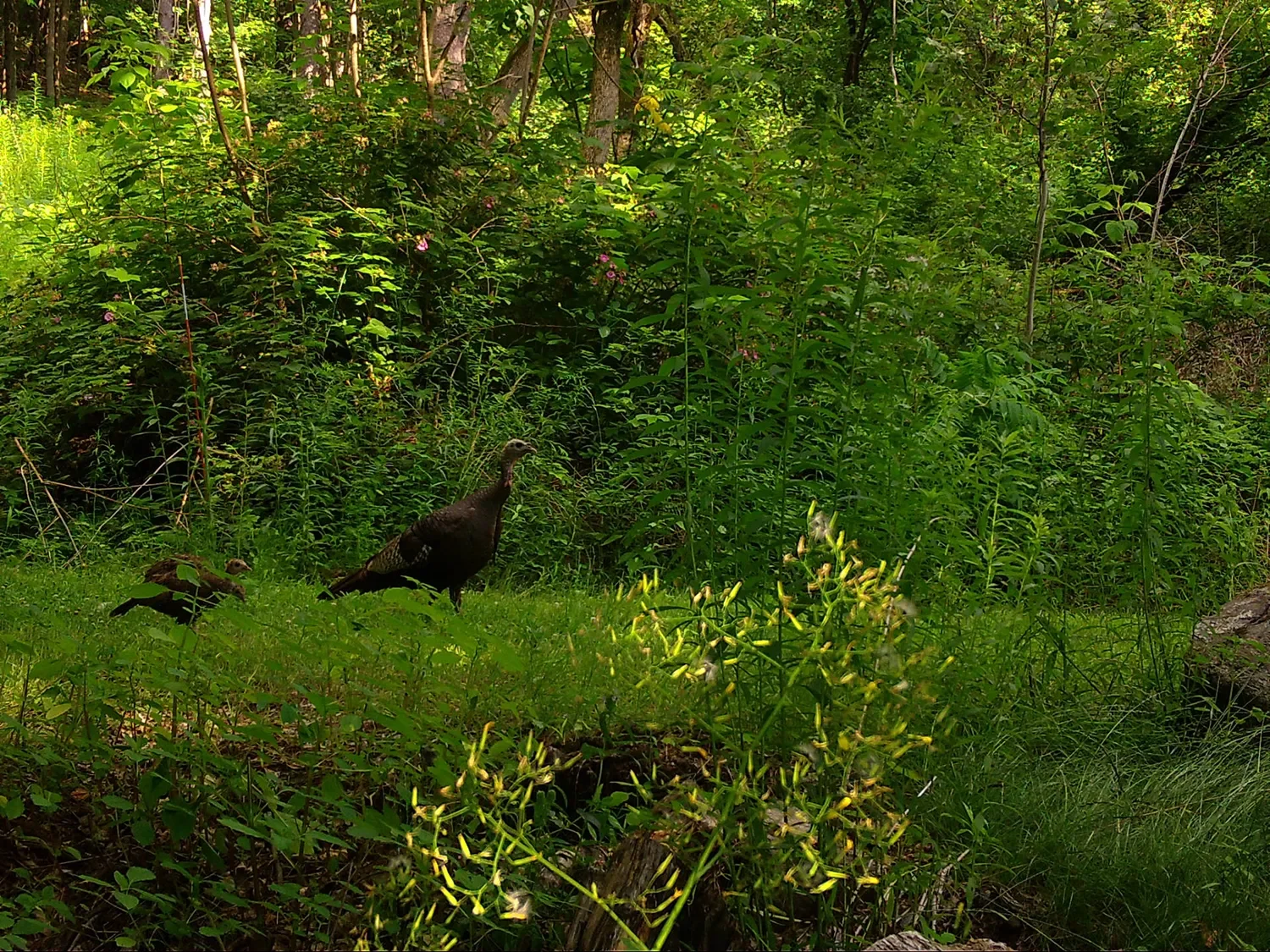 Reservoir Woods Trail Cam (5).webp