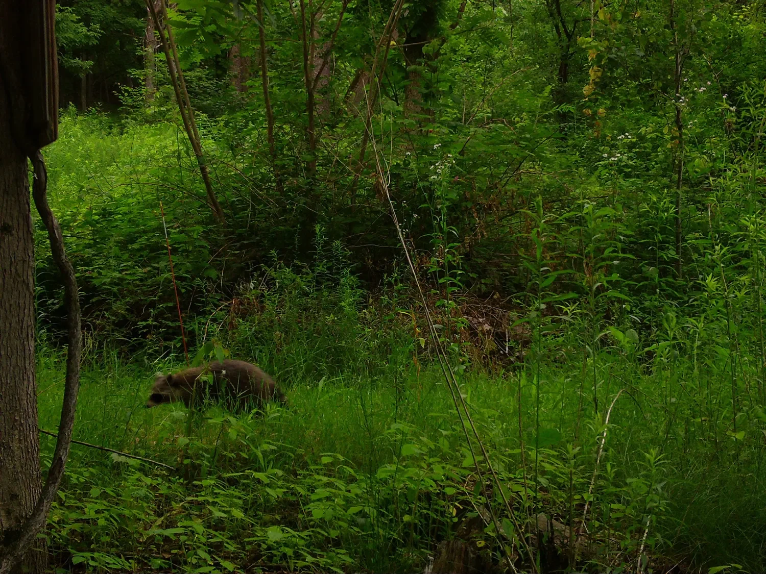 Reservoir Woods Trail Cam (6).webp