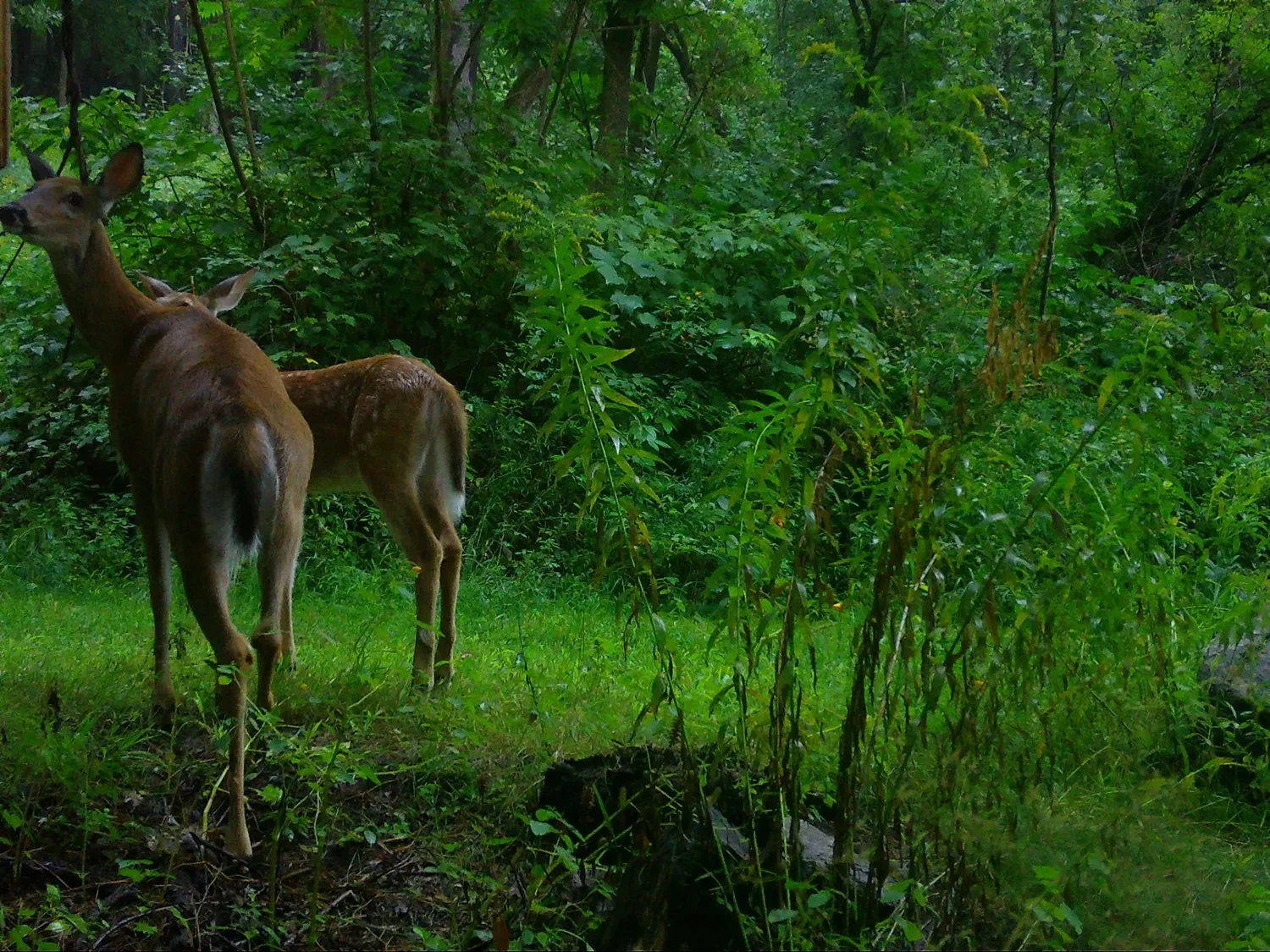 Reservoir Woods Trail Cam (8).webp