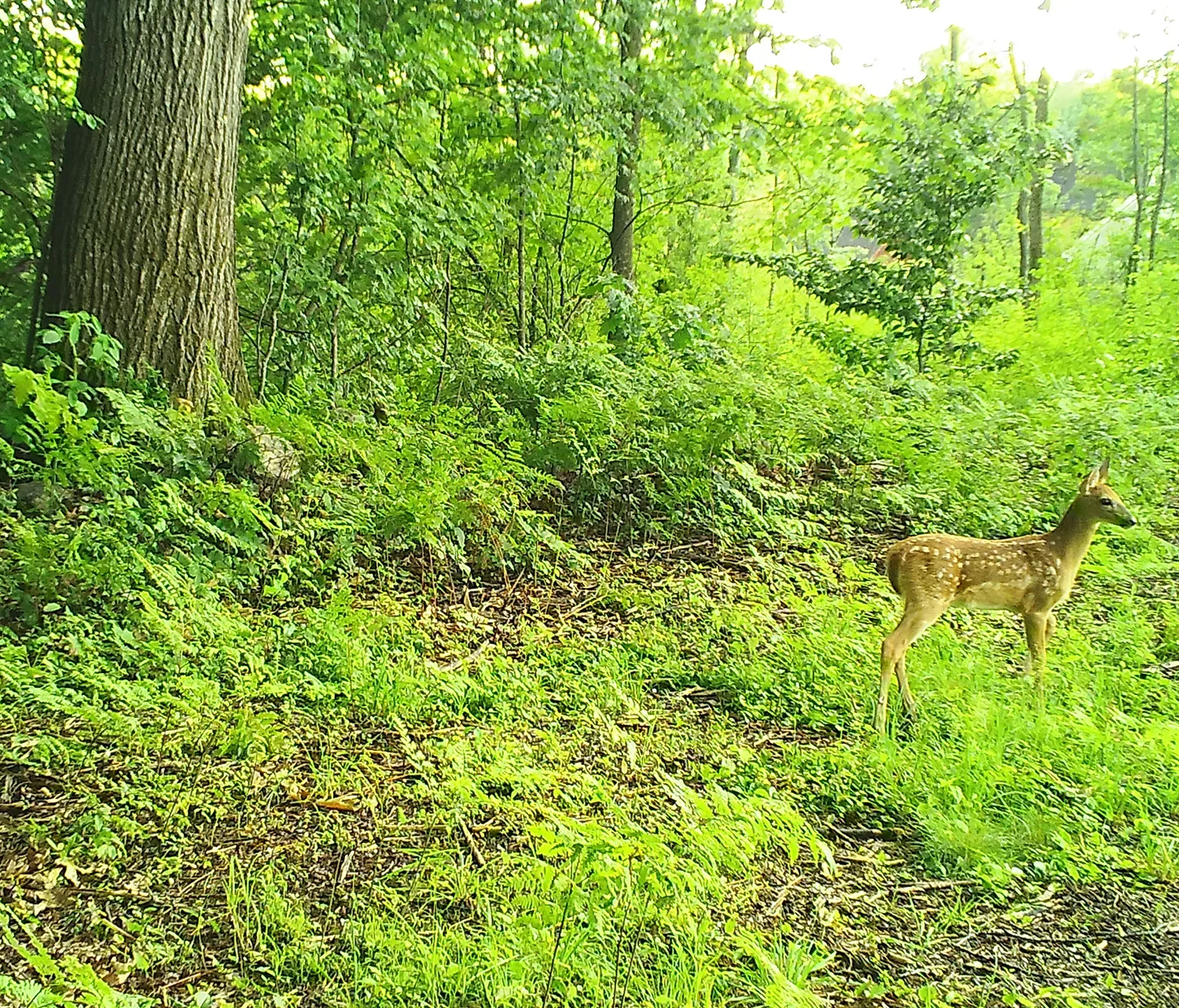 Reservoir Woods Trail Cam (7).webp