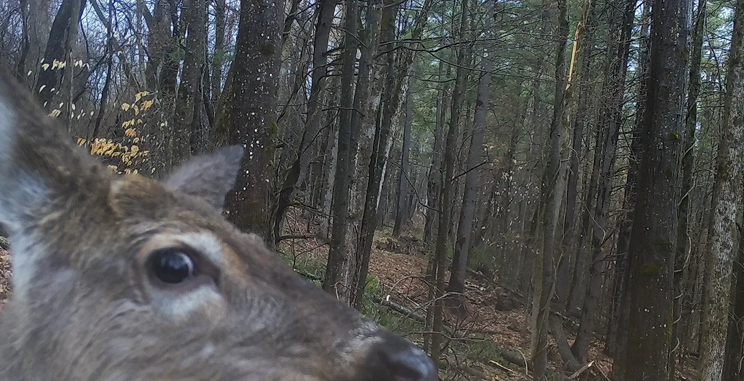 Reservoir Woods Trail Cam (9).webp