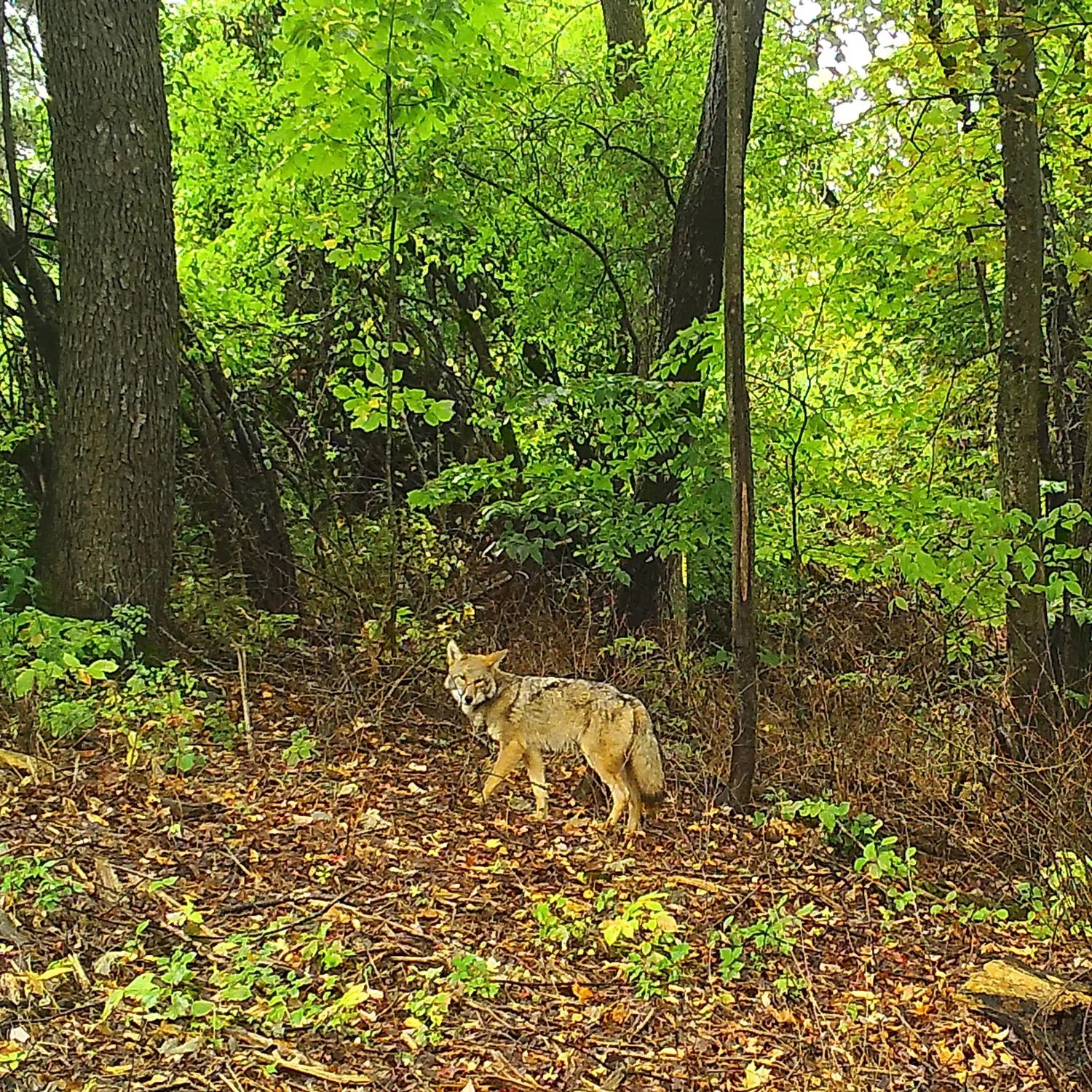 Reservoir Woods Trail Cam (10).webp