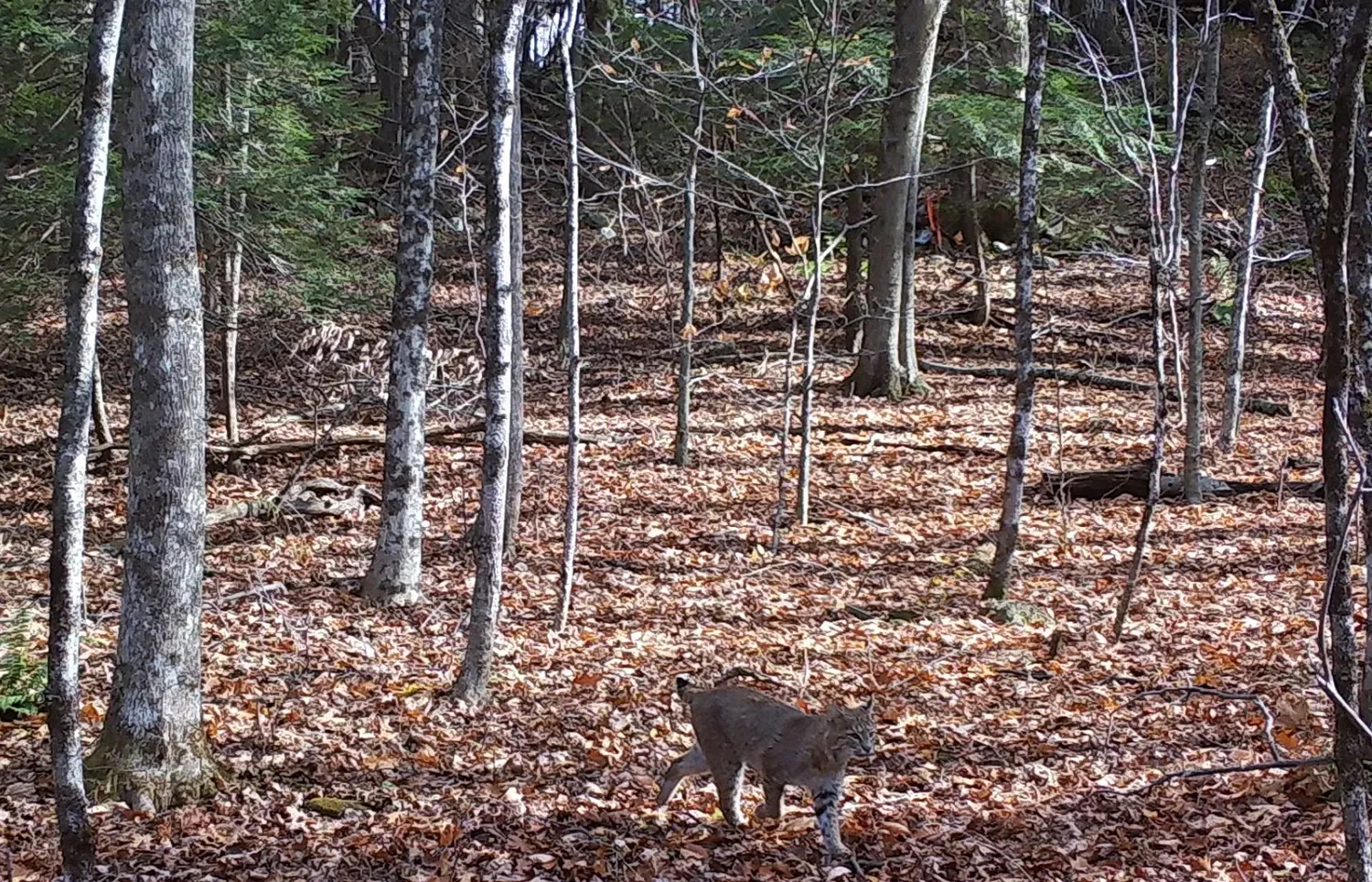 Reservoir Woods Trail Cam (12).webp