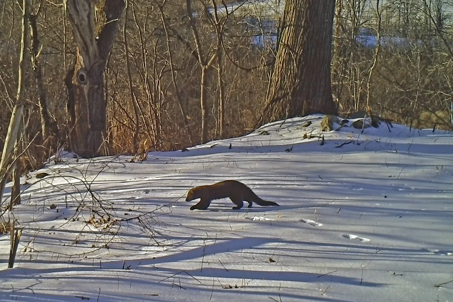 Reservoir Woods Trail Cam (15).webp