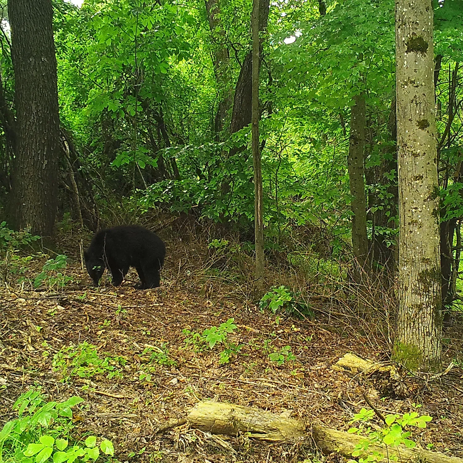 Reservoir Woods Trail Cam (17).webp