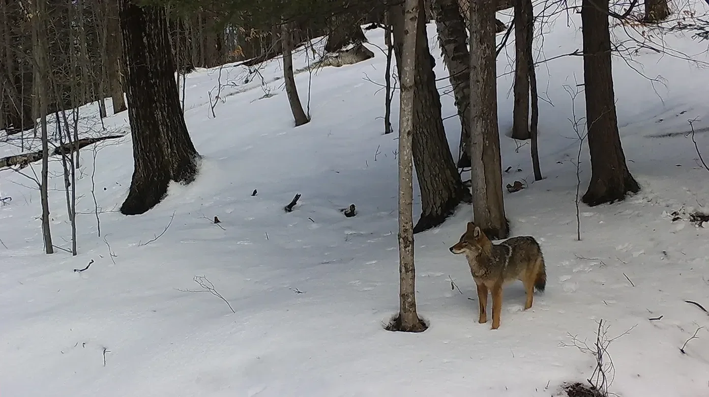 Reservoir Woods Trail Cam (18).webp