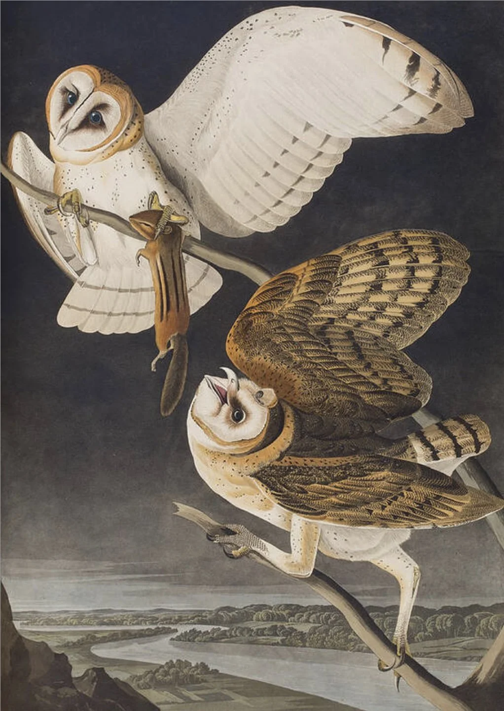 Audubon barn owl print showing two owls with mouse, vintage ornithological illustration with detailed feathers on dark background, natural history art