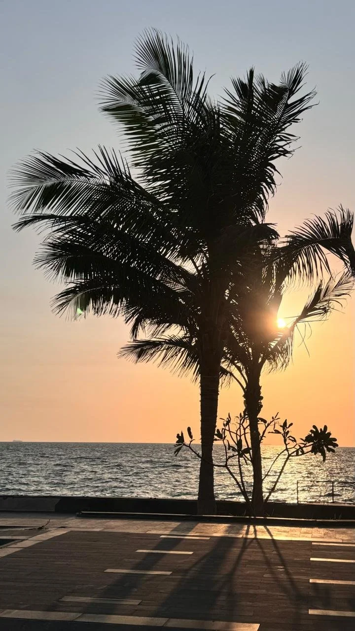 Silhouette of palm trees at sunset by the ocean with shadows cast on the pavement.