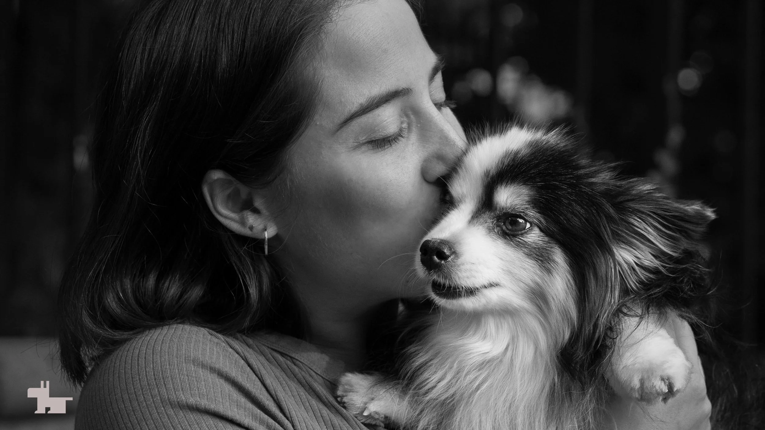 2_Austrailian-Shepherd-Pomeranian-mix-Brooklyn-tender.jpg