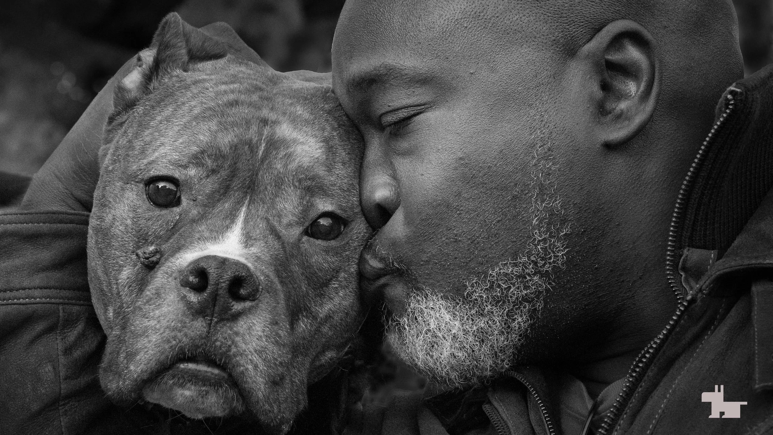 1_Pitbull-Brooklyn-pure-love.jpg