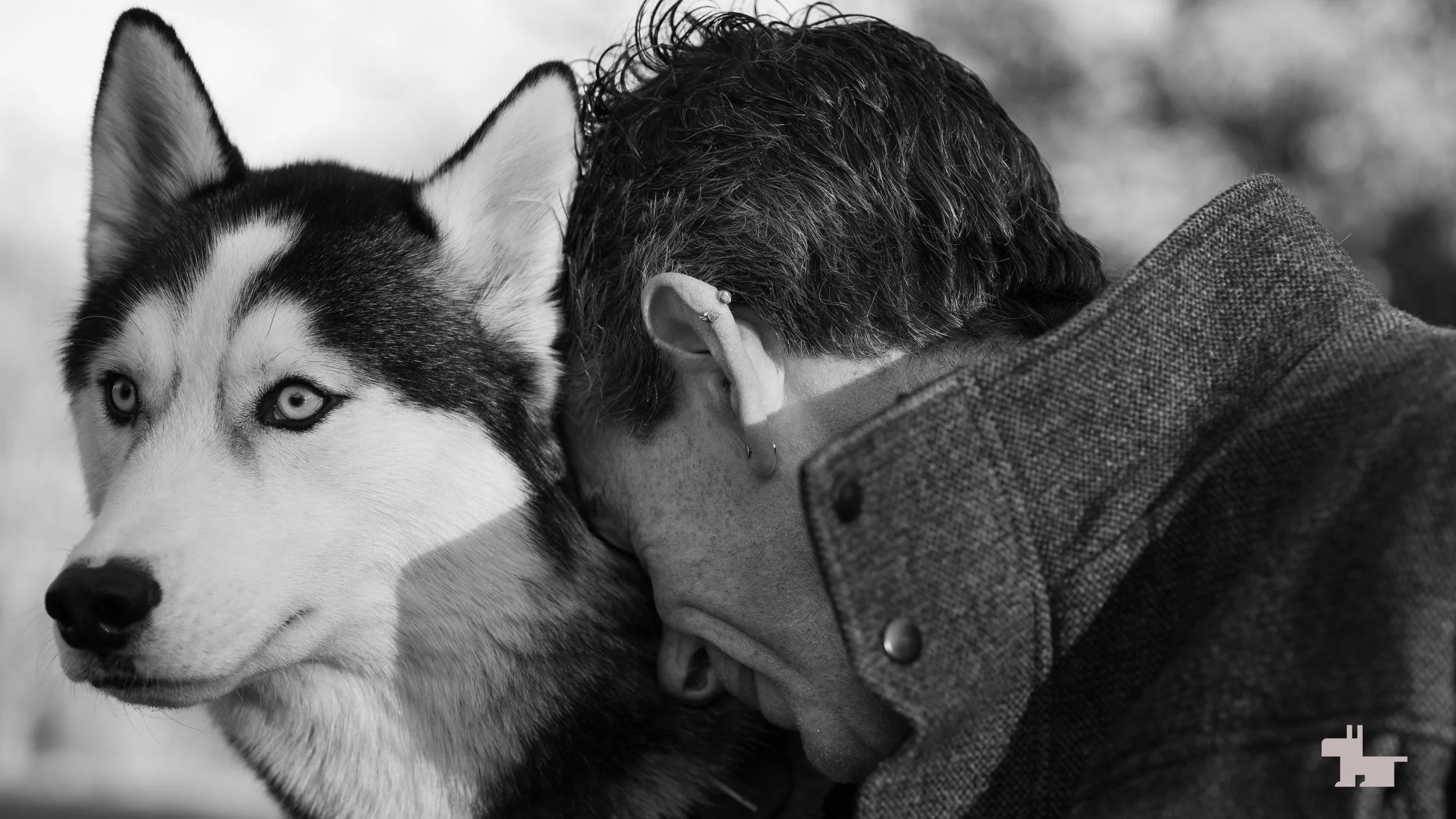 5_Huskie-Brooklyn-watchful.jpg