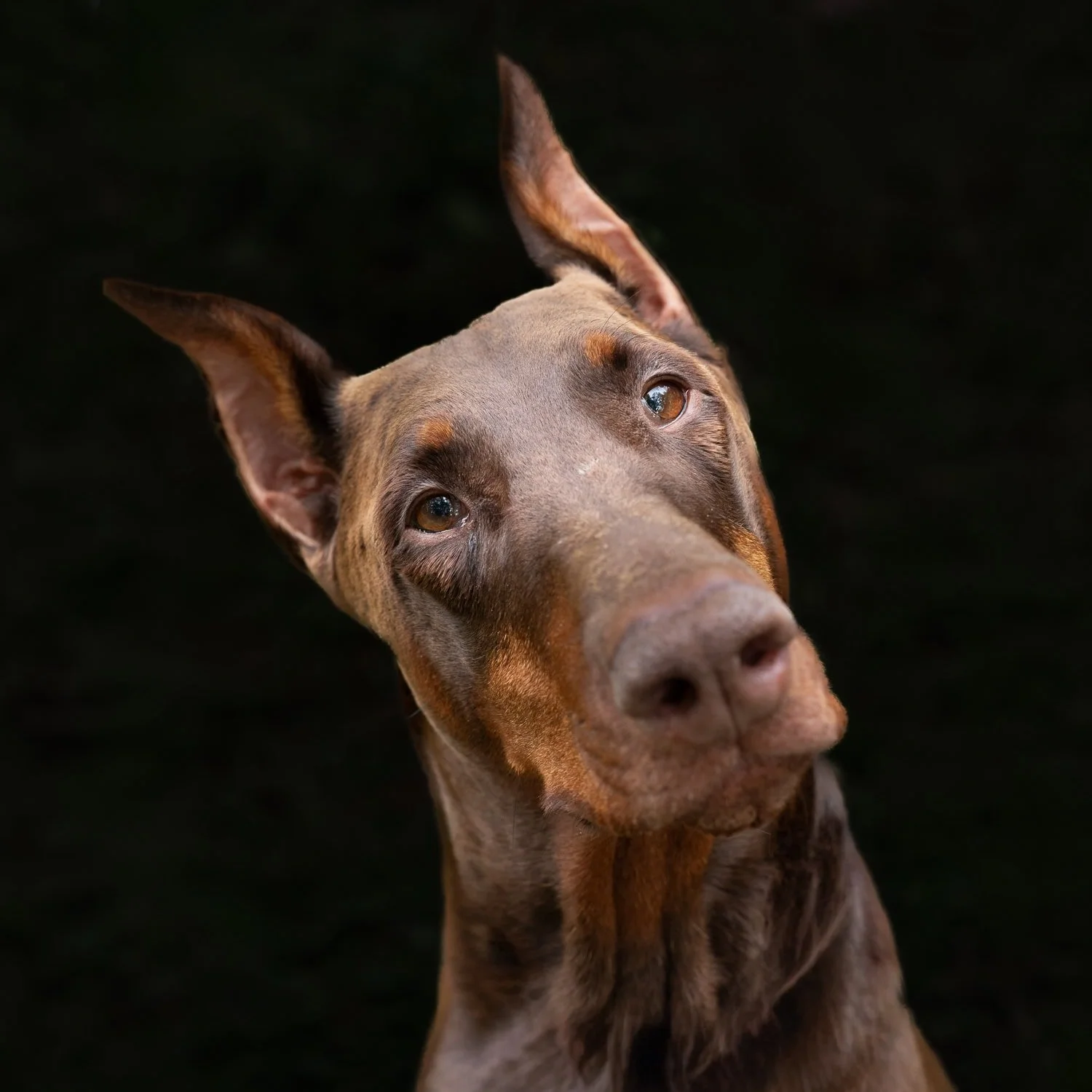 Dobermann tilting head and looking at camera on black background