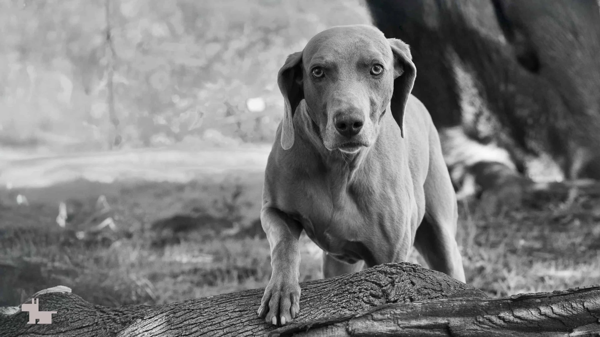 6 home-hero-brooklyn-dog-photographer-weimaraner-dog-portrait.jpg