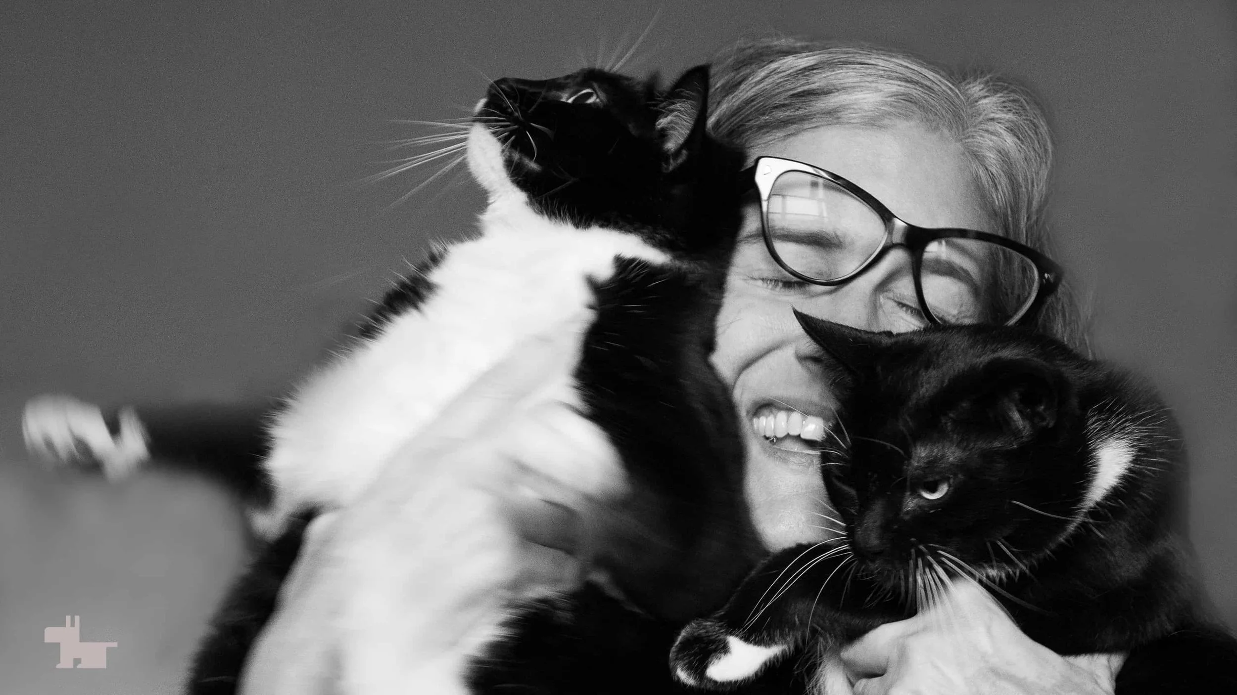 7 home-hero-brooklyn-dog-photographer-fun-cat-photo.jpg