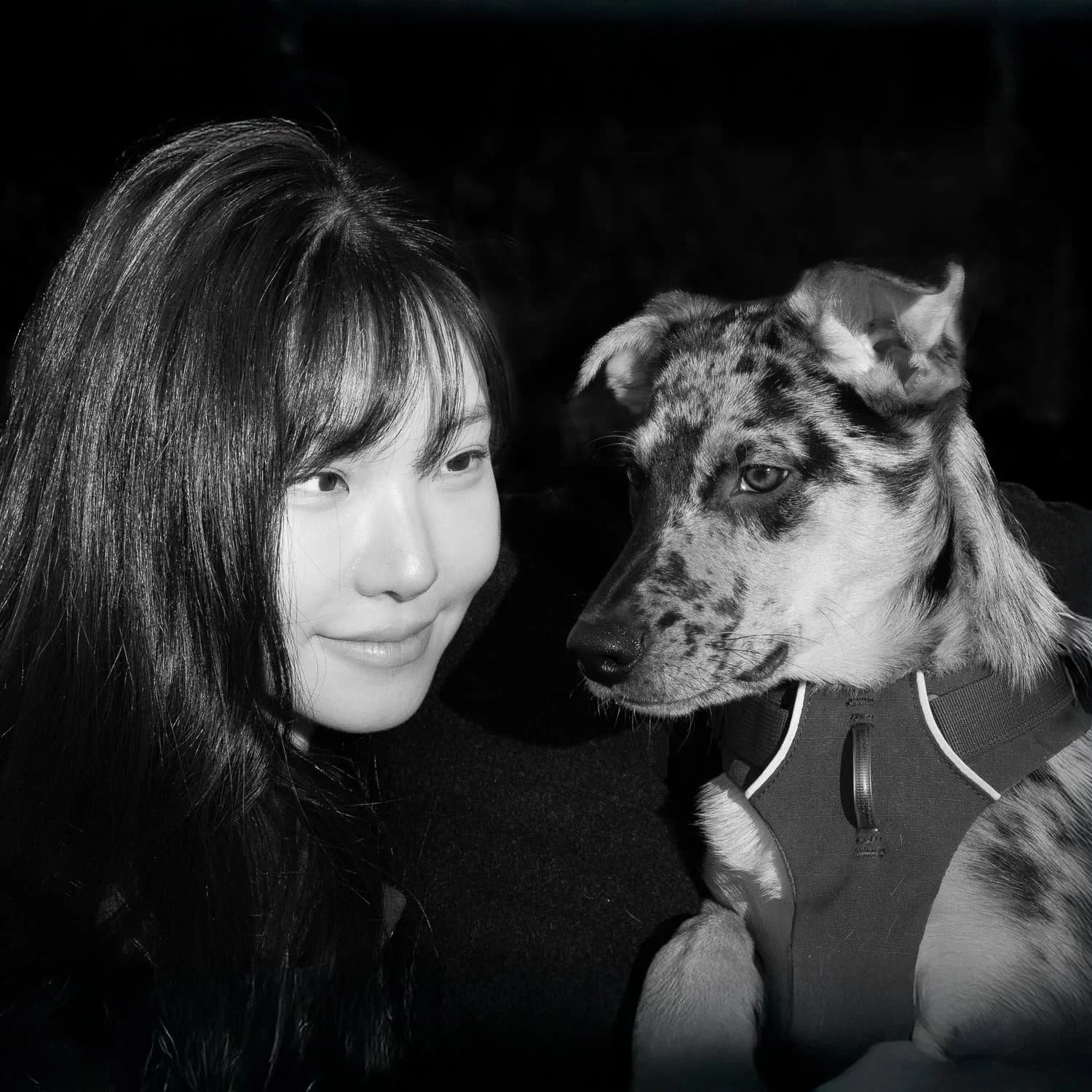 Australian Shephard Malinois and owner looking at eachother