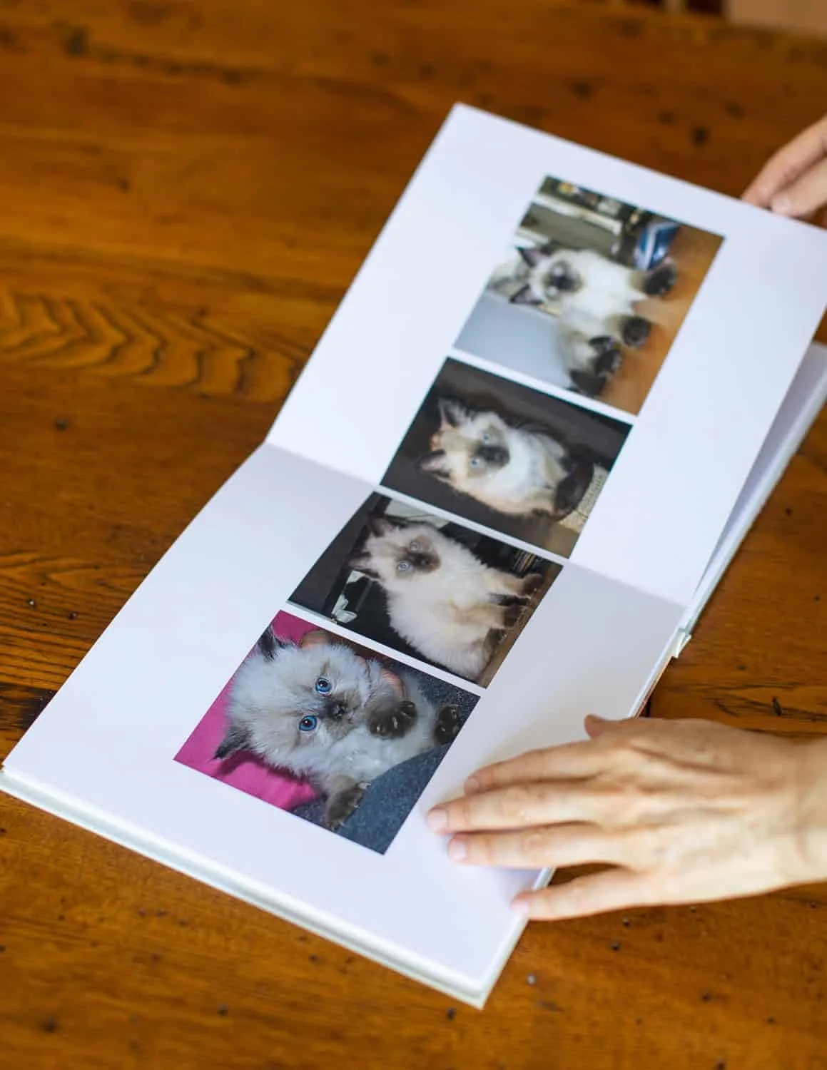 4 images of cat in photo album on wooden table