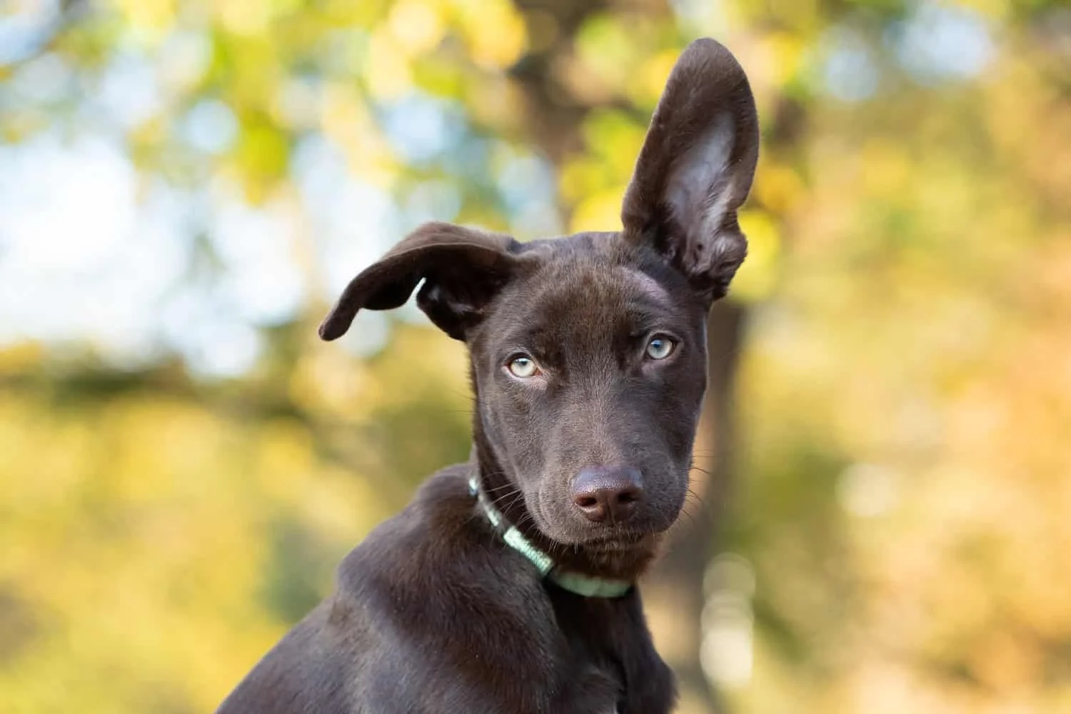 Small black dog headshot with greenery and blue sky background and one ear raised