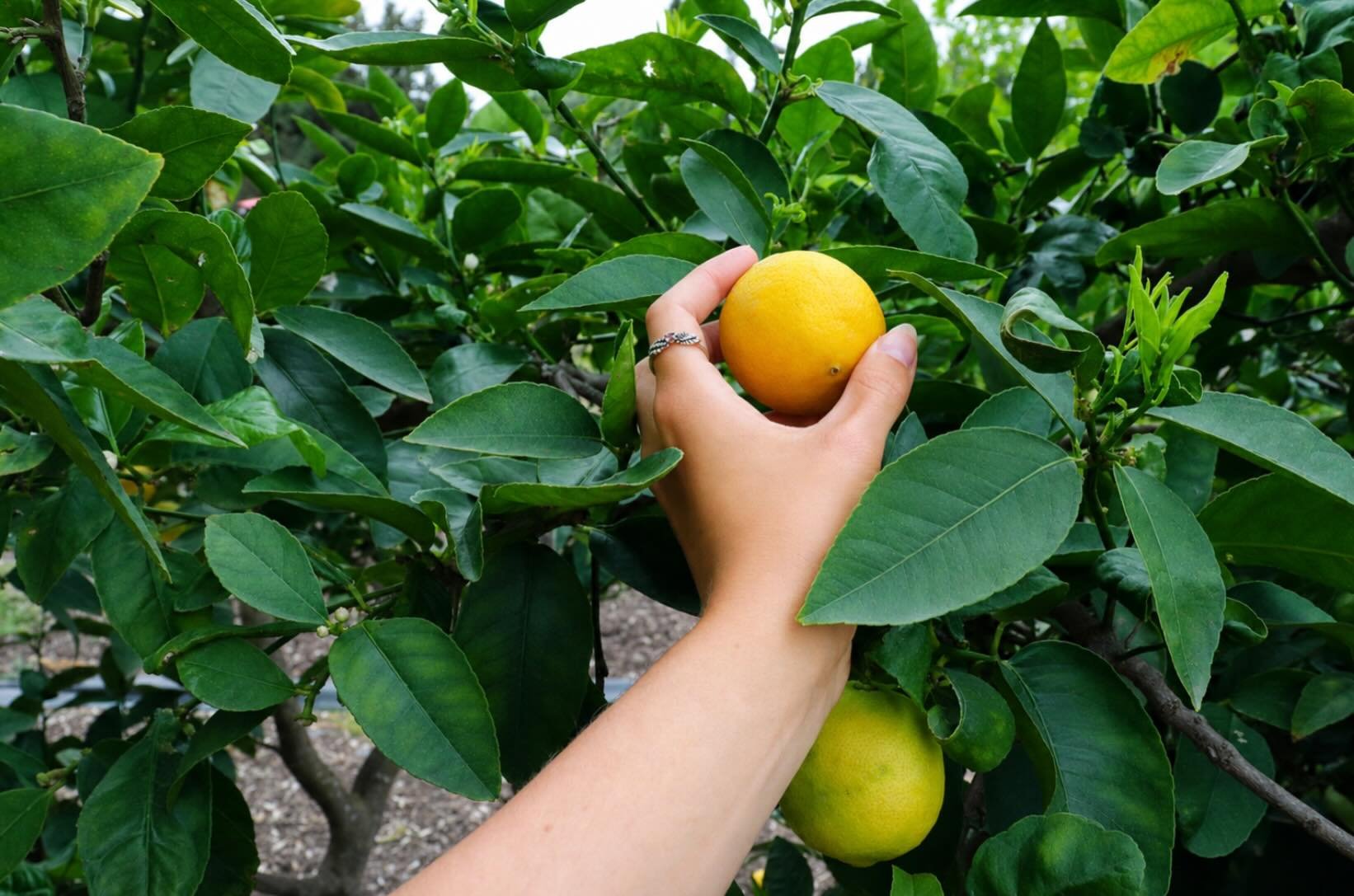 When I was little we had a big lemon tree in the garden &amp; still to this day I find ways to put it in most things I drink. A good lemon water before the morning coffee can do wonders 🌅🍋