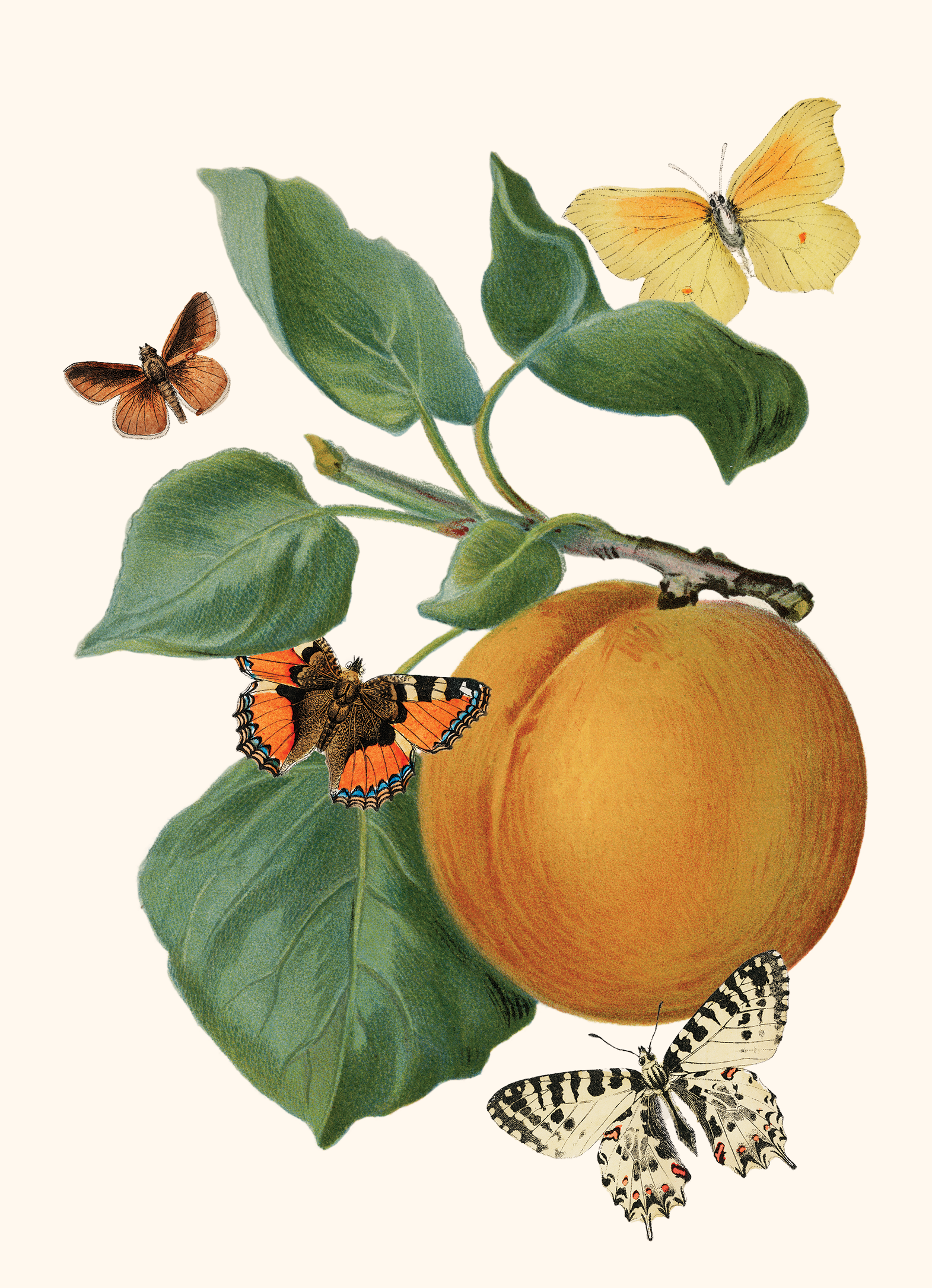 Apricot postcard.png