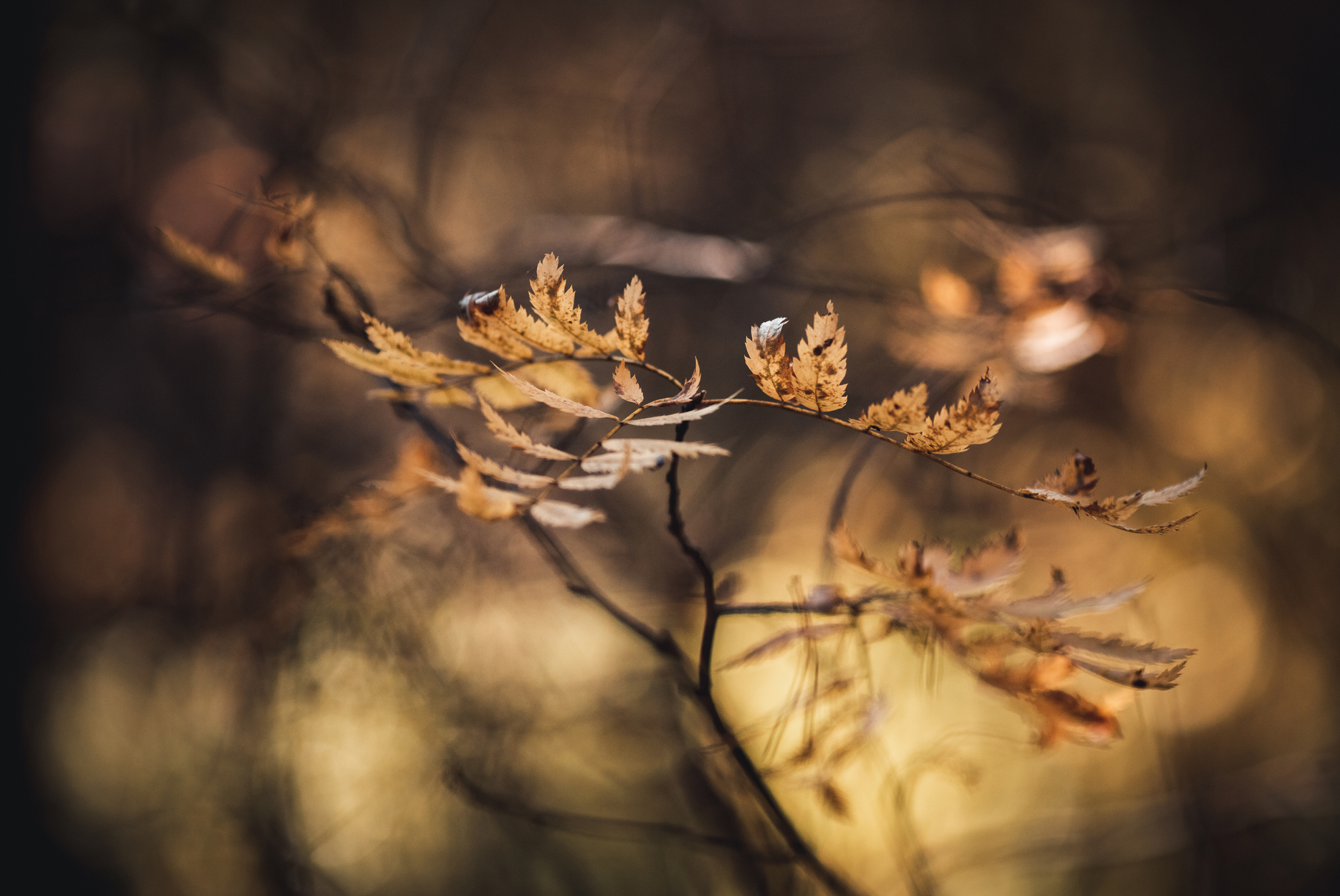 Learning From Autumn