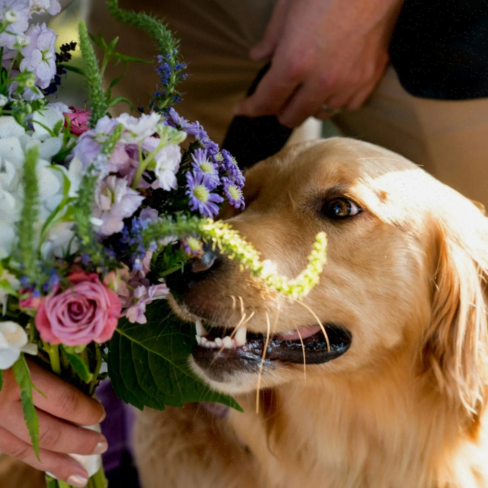 Golden retriever smelling a bouquet of colorful flowers.