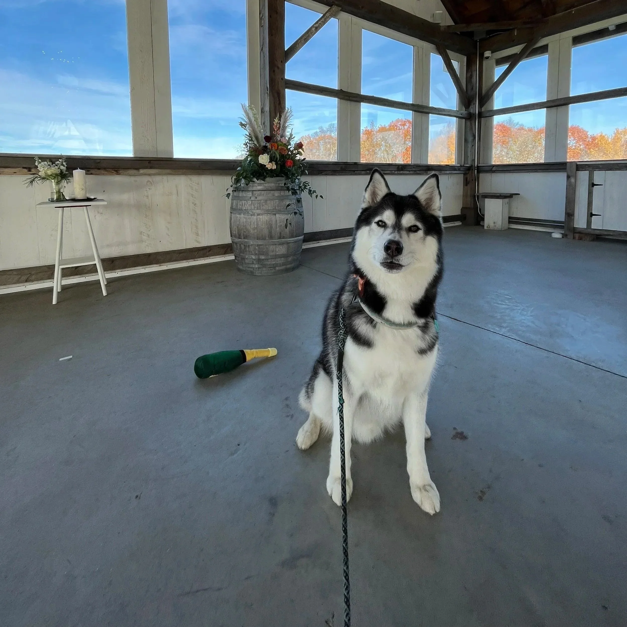 A Siberian Husky dog sitting inside a covered outdoor area, with a leash attached. Behind the dog, there is a large barrel with flowers, a small table with a white candle and flower arrangement, and a window showing autumn trees and a blue sky.