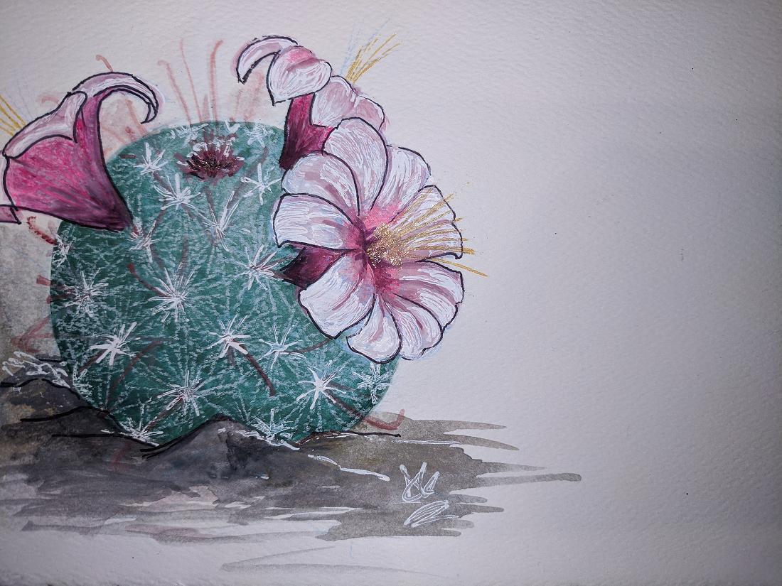 Watercolor painting of a round cactus with white spines and pink flowers blooming on top.