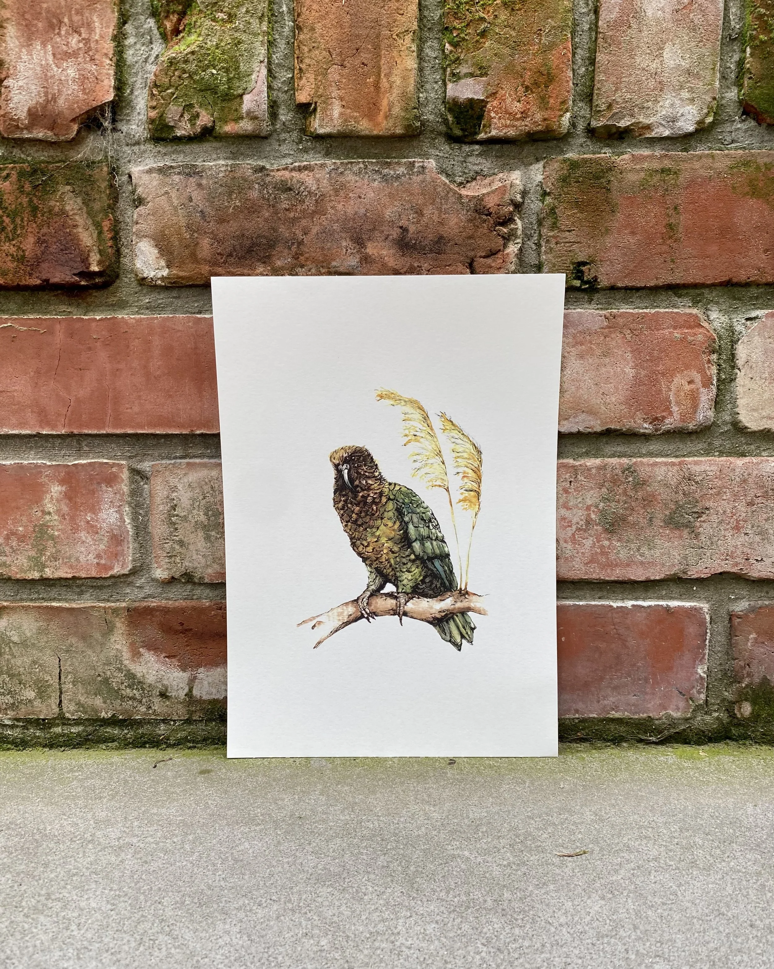 Kea Print