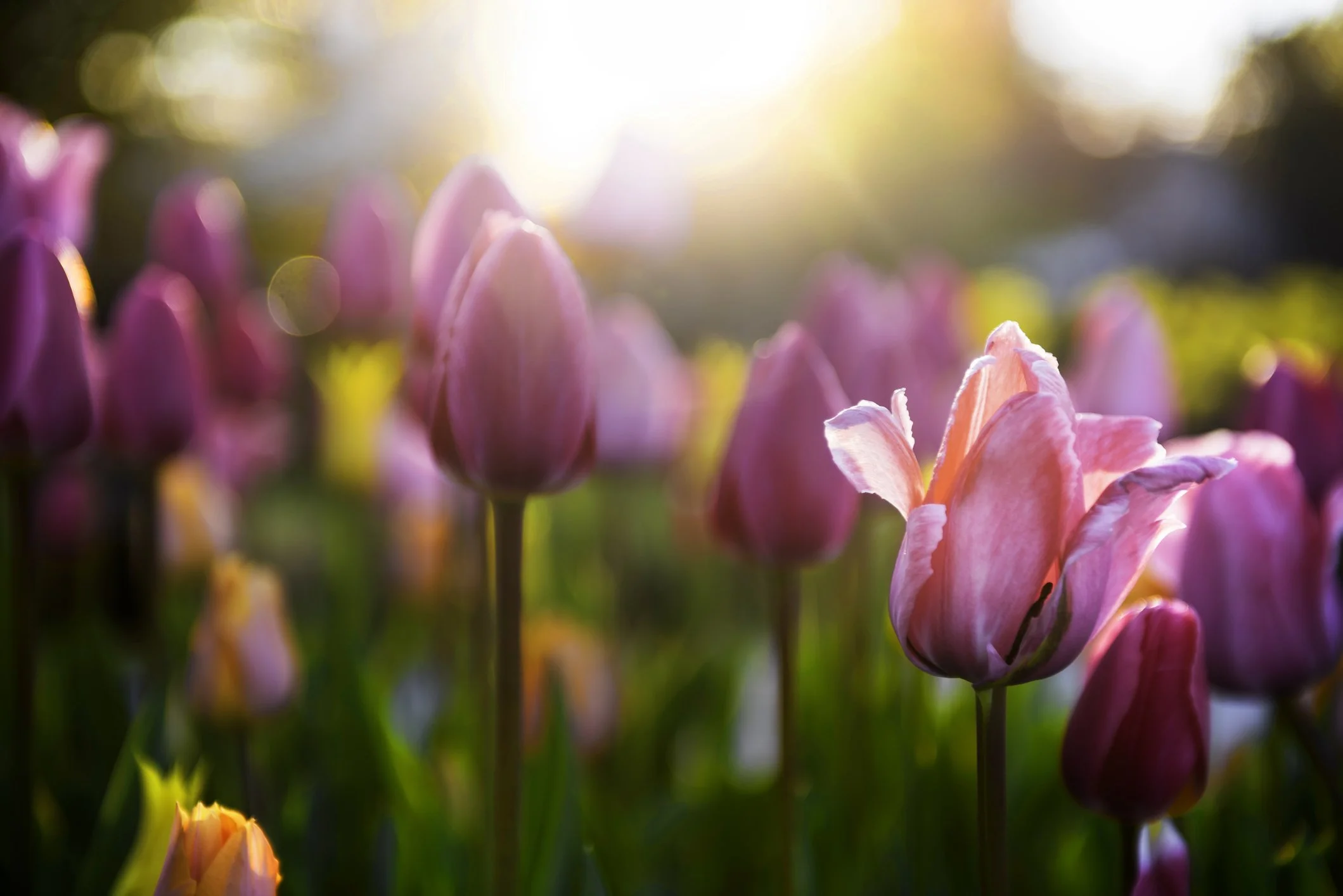iStock-531195010.jpg