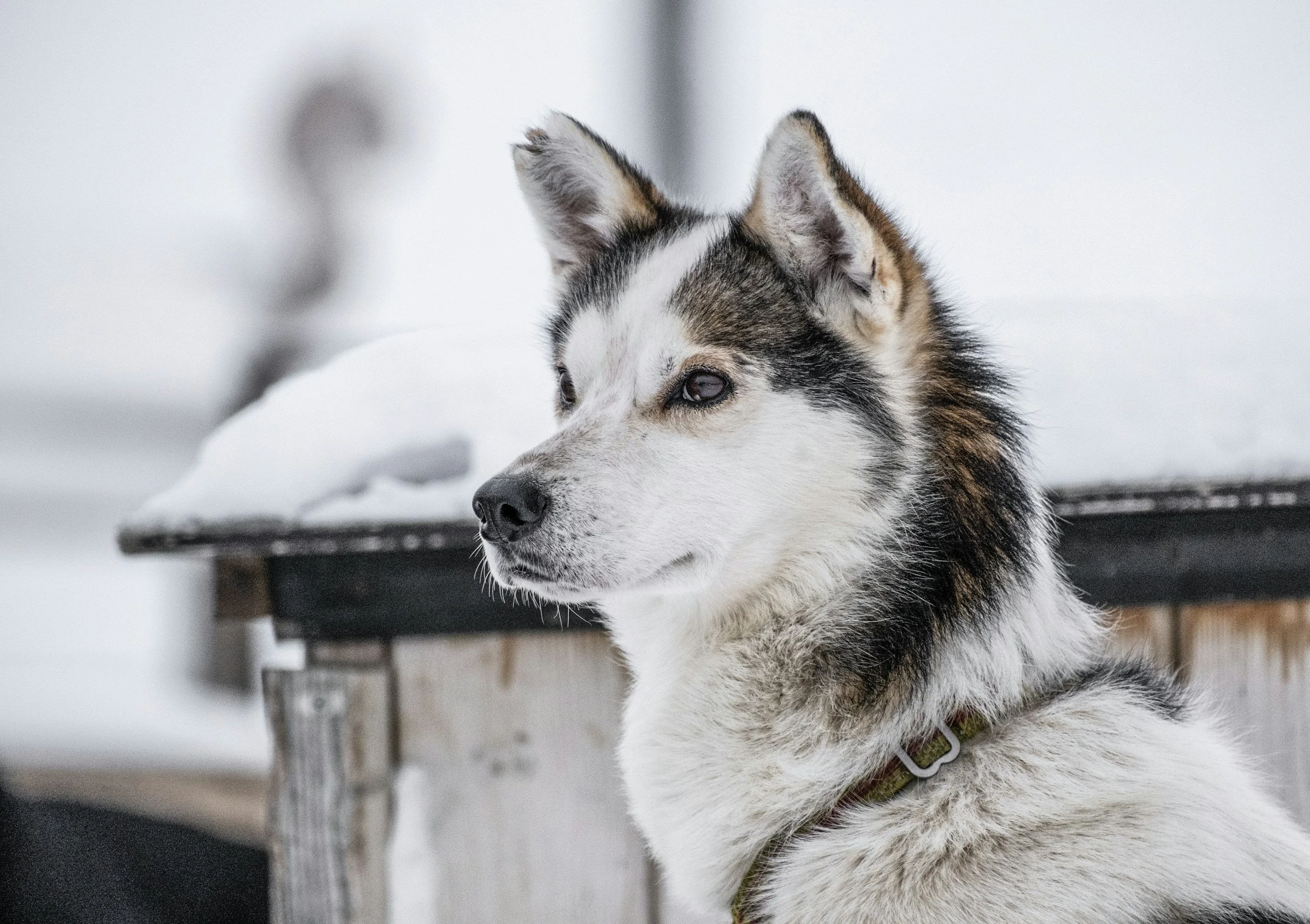 iditarod husky dog with snow in the background