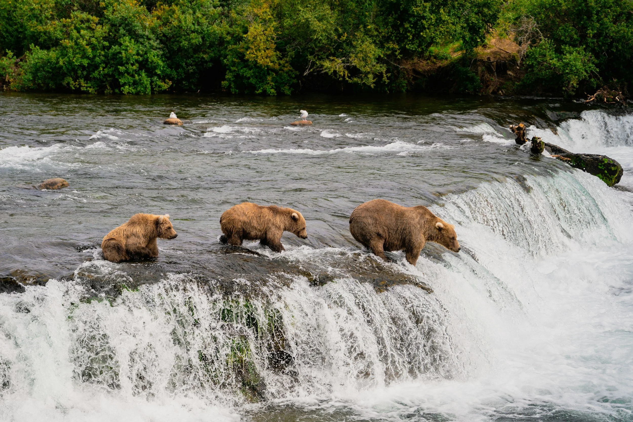 bears fishing for salmon in a stream in alaska