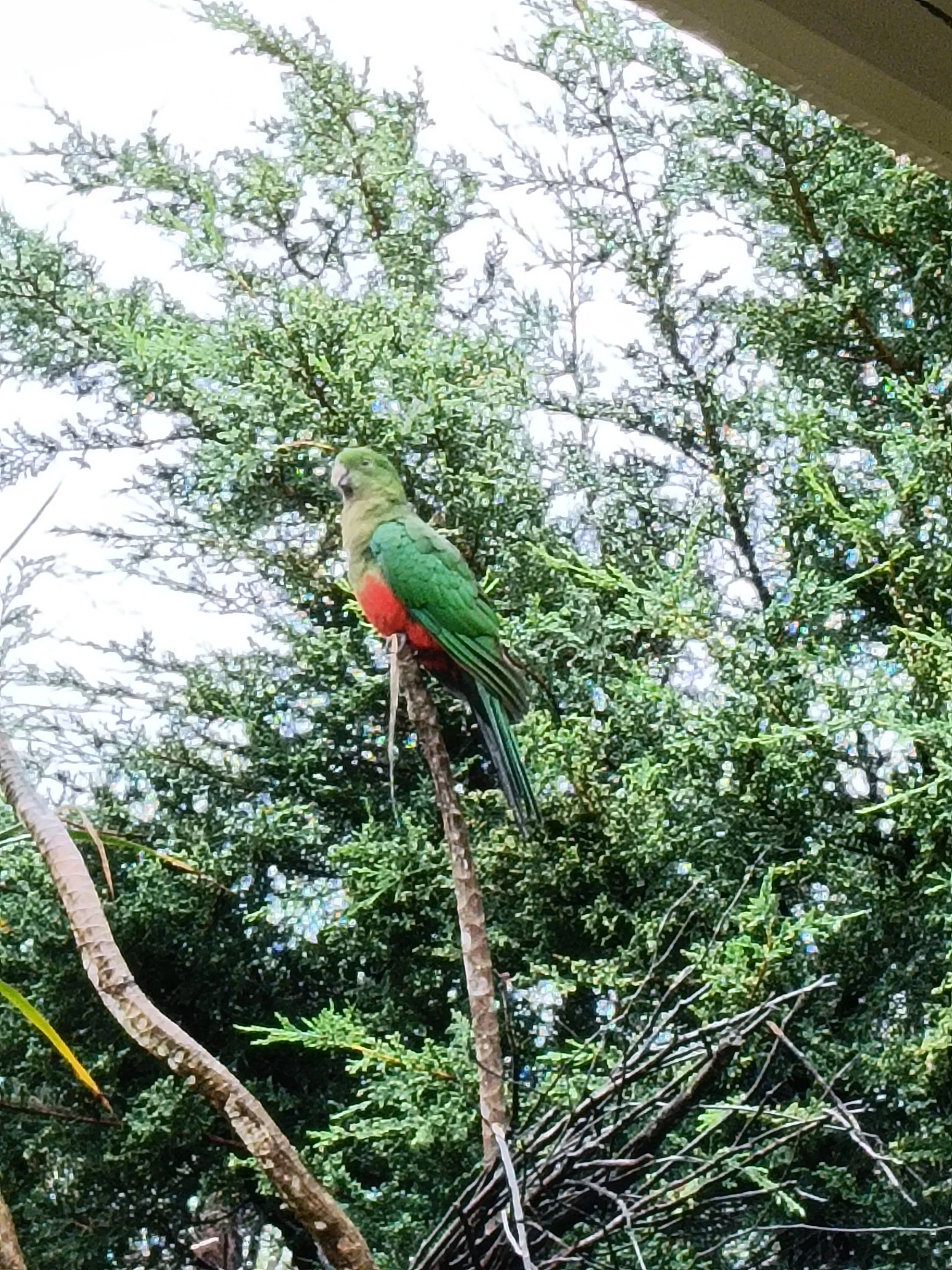 A green and red King Parrot perched on a branch in a lush, leafy garden.