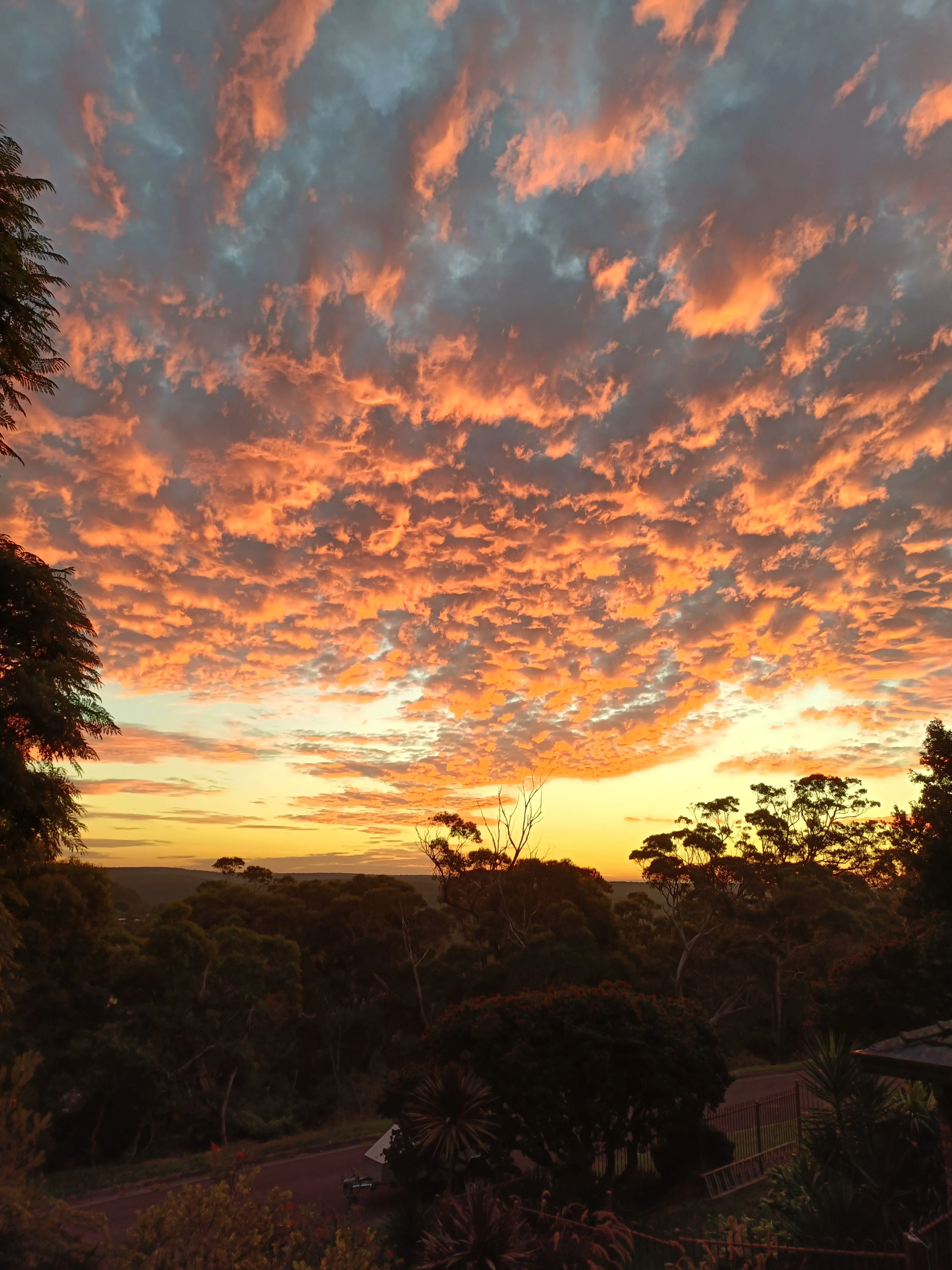 A sunset sky with orange and pink clouds over the Heathcote National Park with trees and house rooftops, and a darkening horizon.