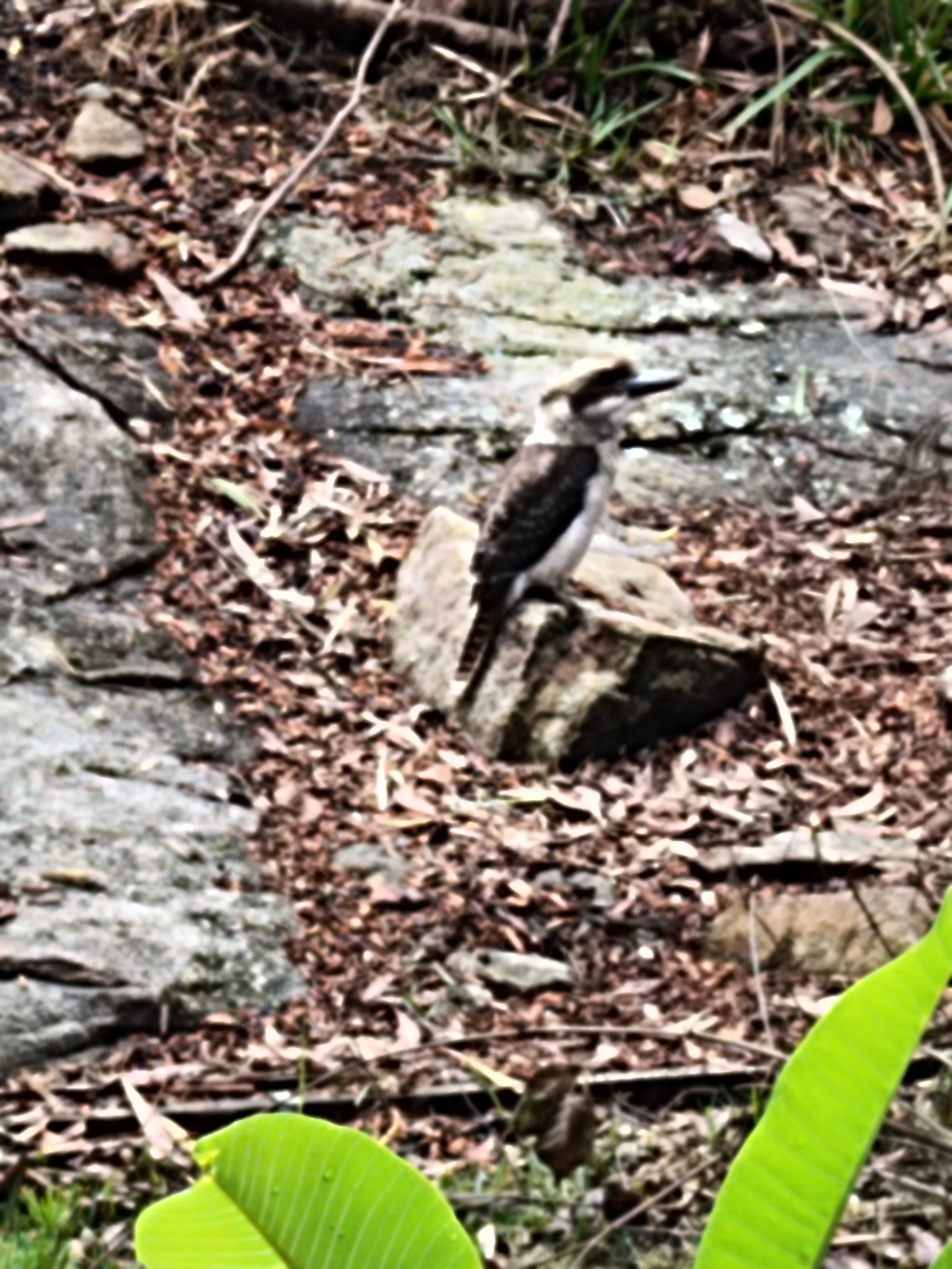 A kookaburra standing on a rock in a forested area, with dry leaves, small branches, and green plants surrounding it.