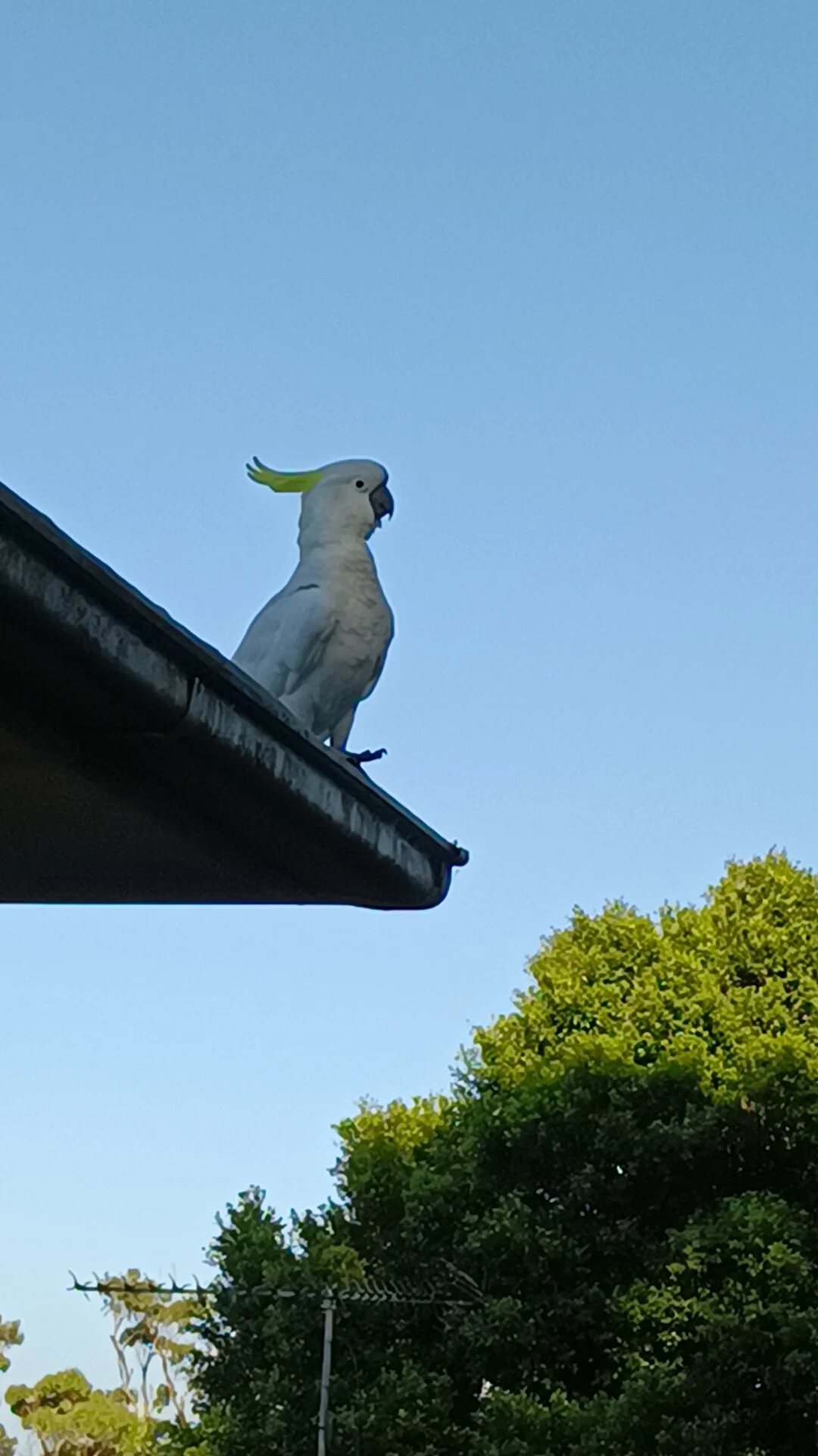 A white cockatoo with a yellow crest sitting on the edge of a roof against a clear blue sky, with trees in the background.