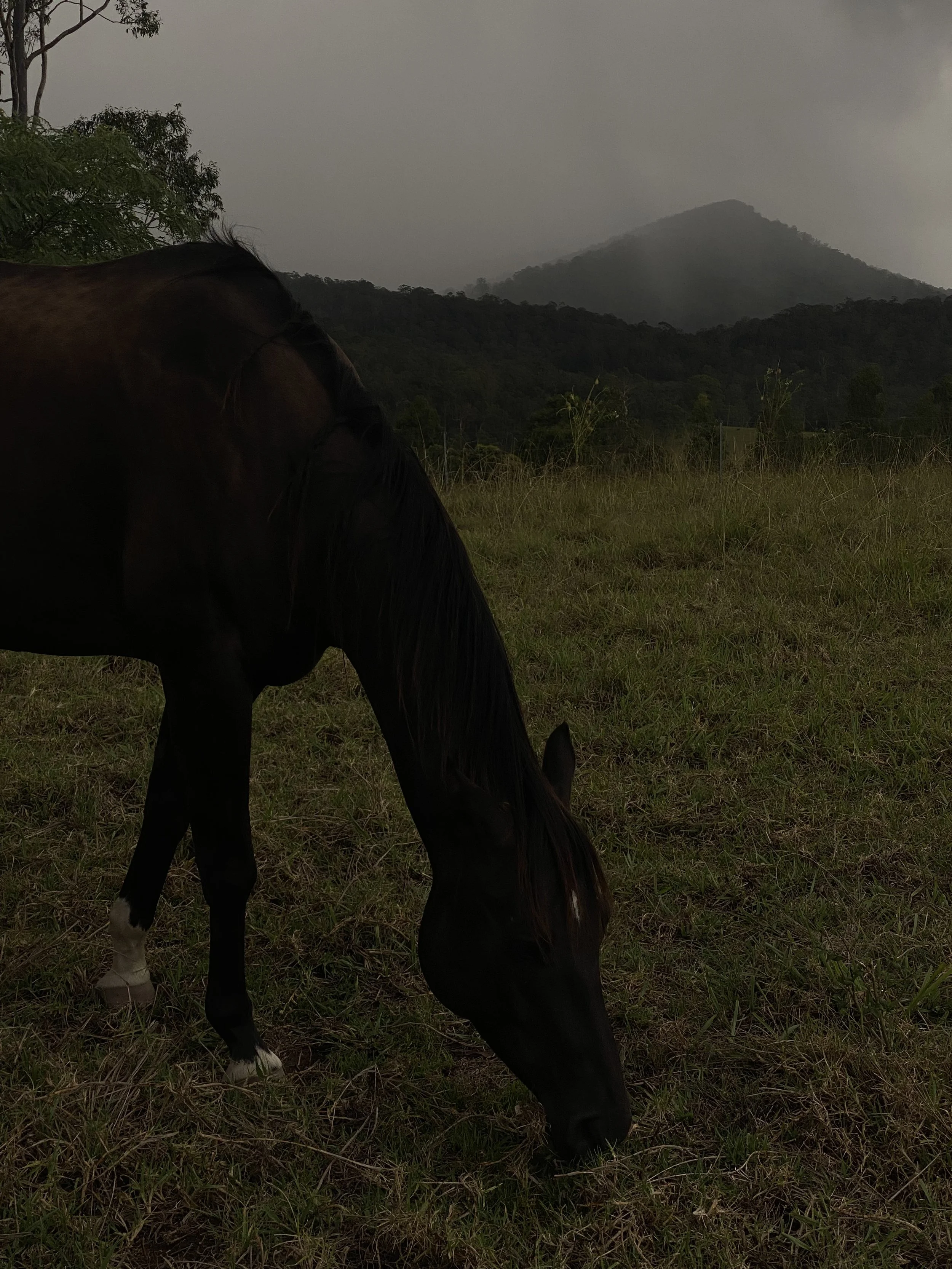 A dark brown or black horse grazing on grass in a field with trees and mountains in the background, under a cloudy sky.