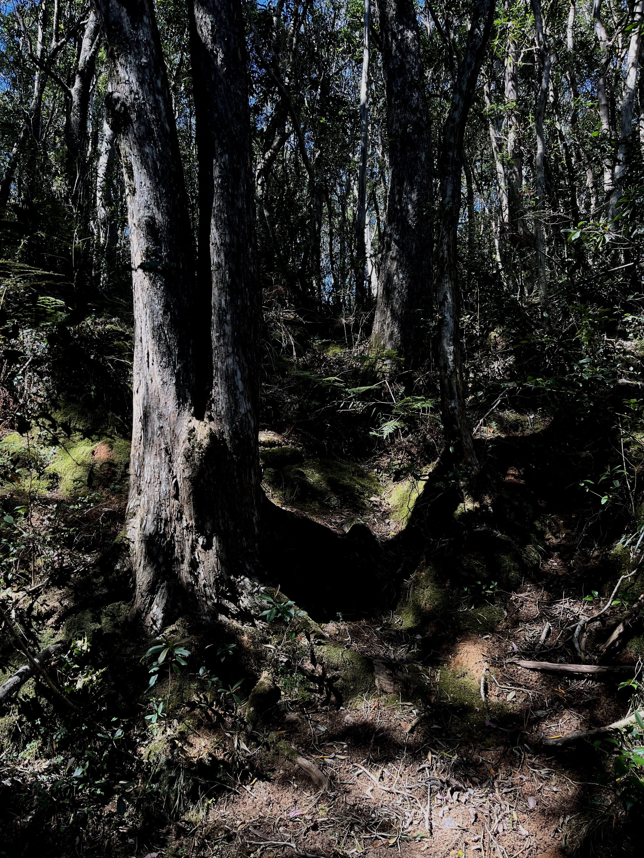Dense forest with tall trees, moss-covered roots, and a dirt trail.
