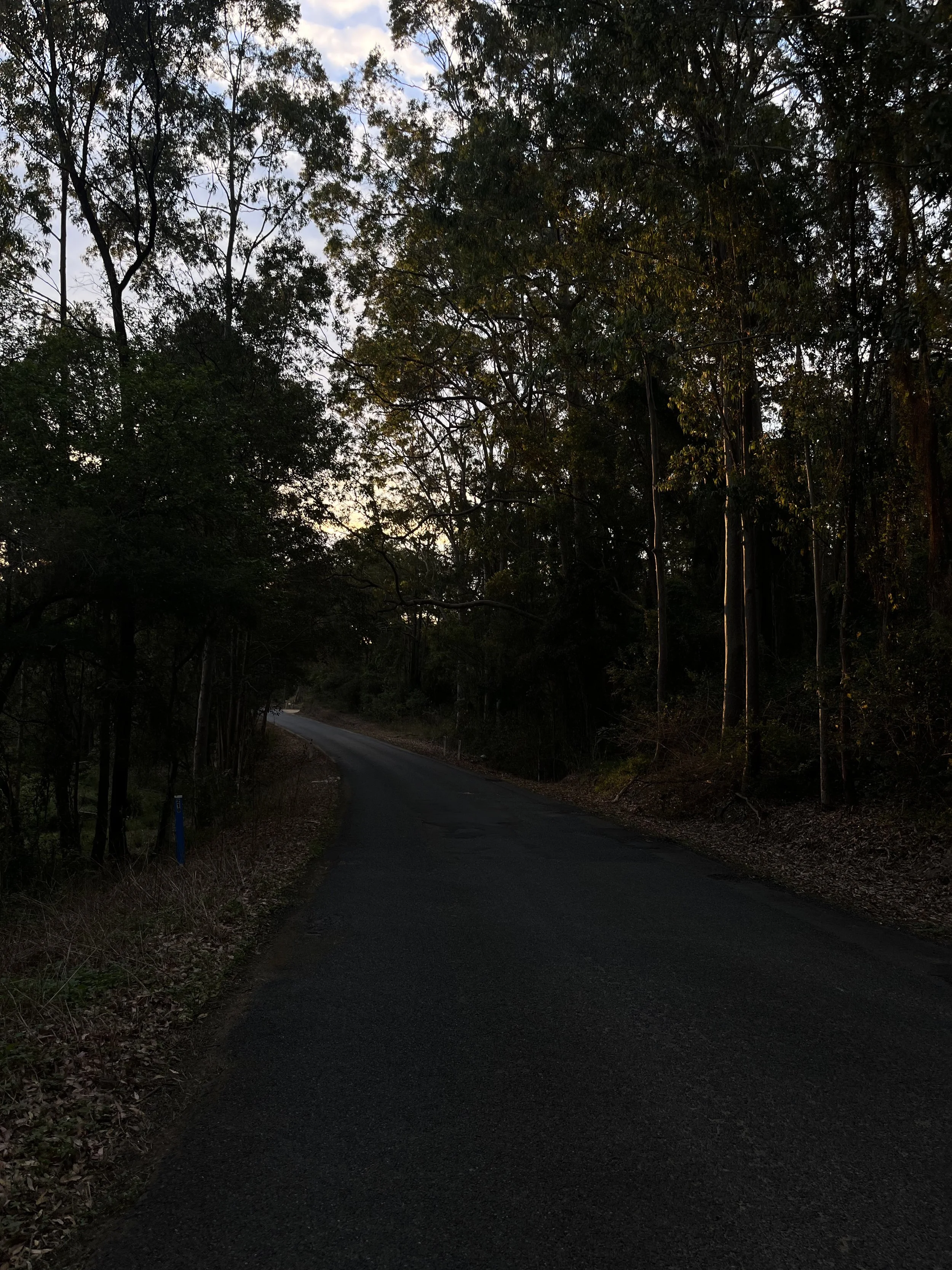 A winding road through a forest with tall trees and a partly cloudy sky.