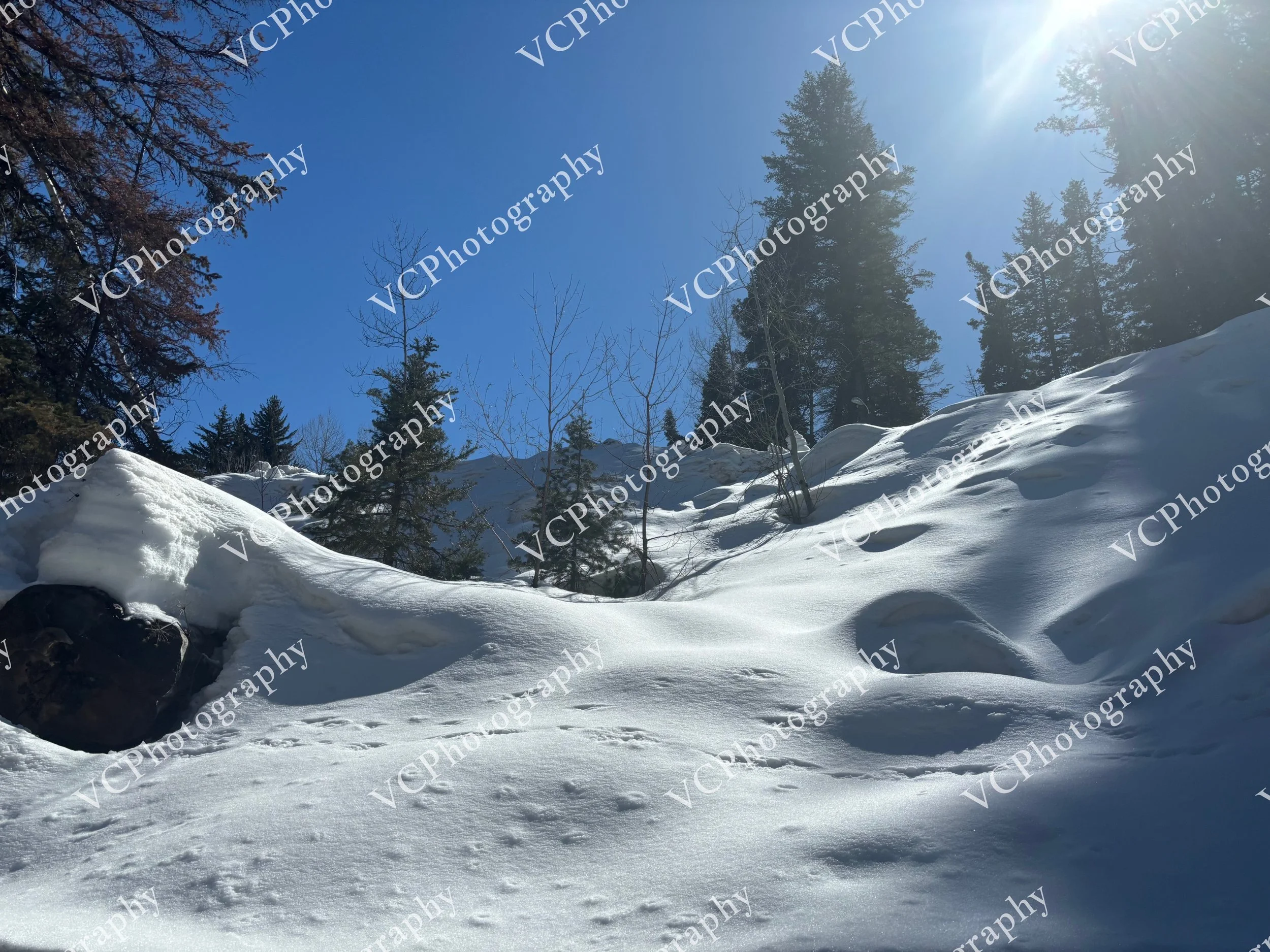 IMG_8202.jpeg