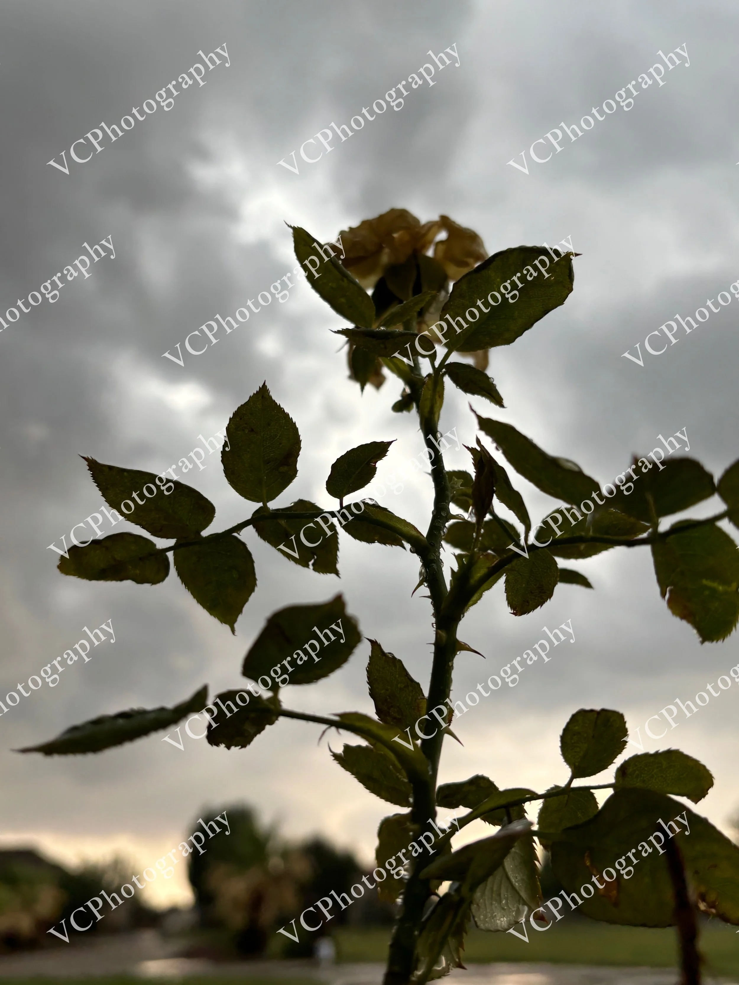 Rose of the Storm