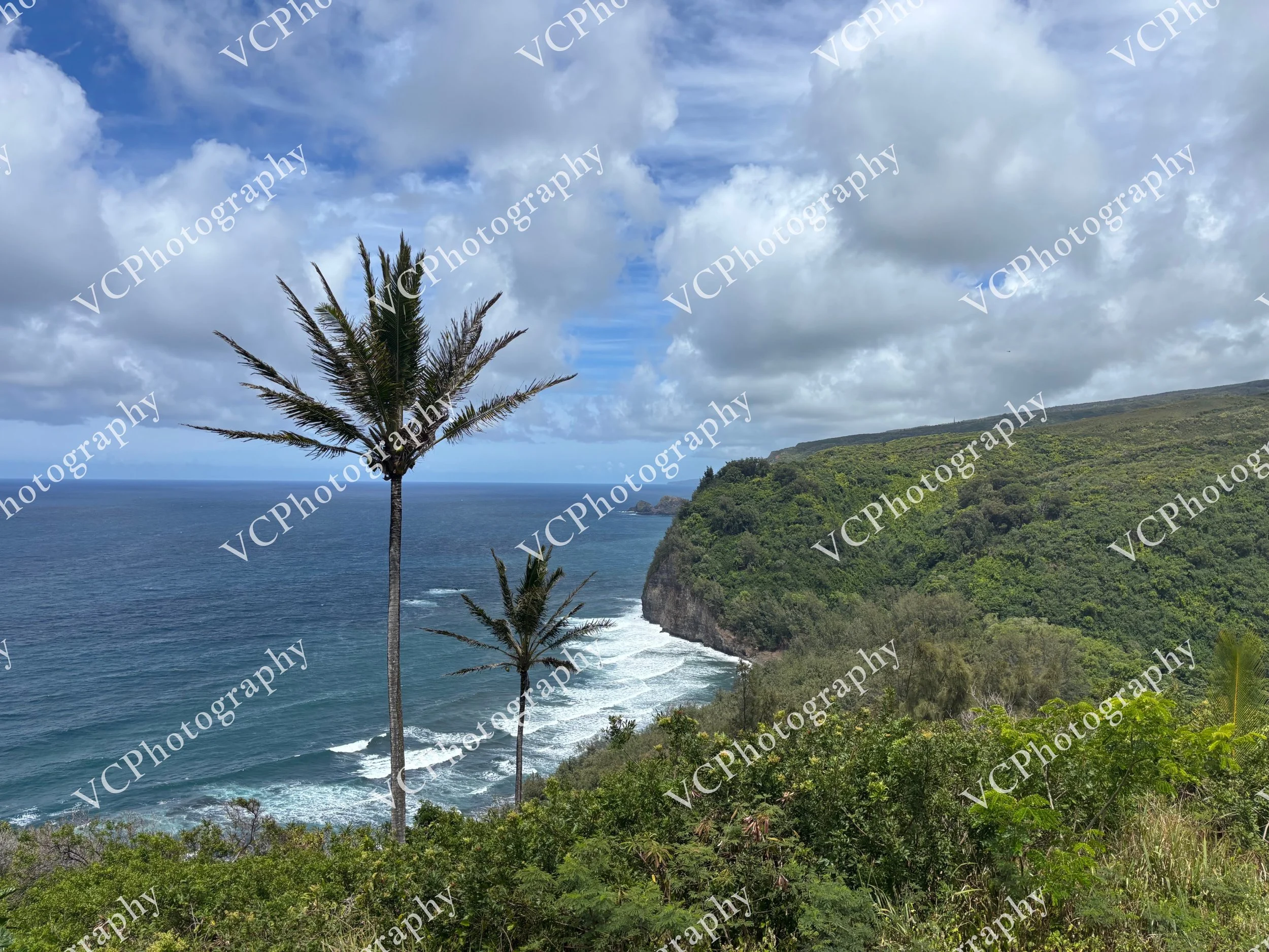 Swaying Palms