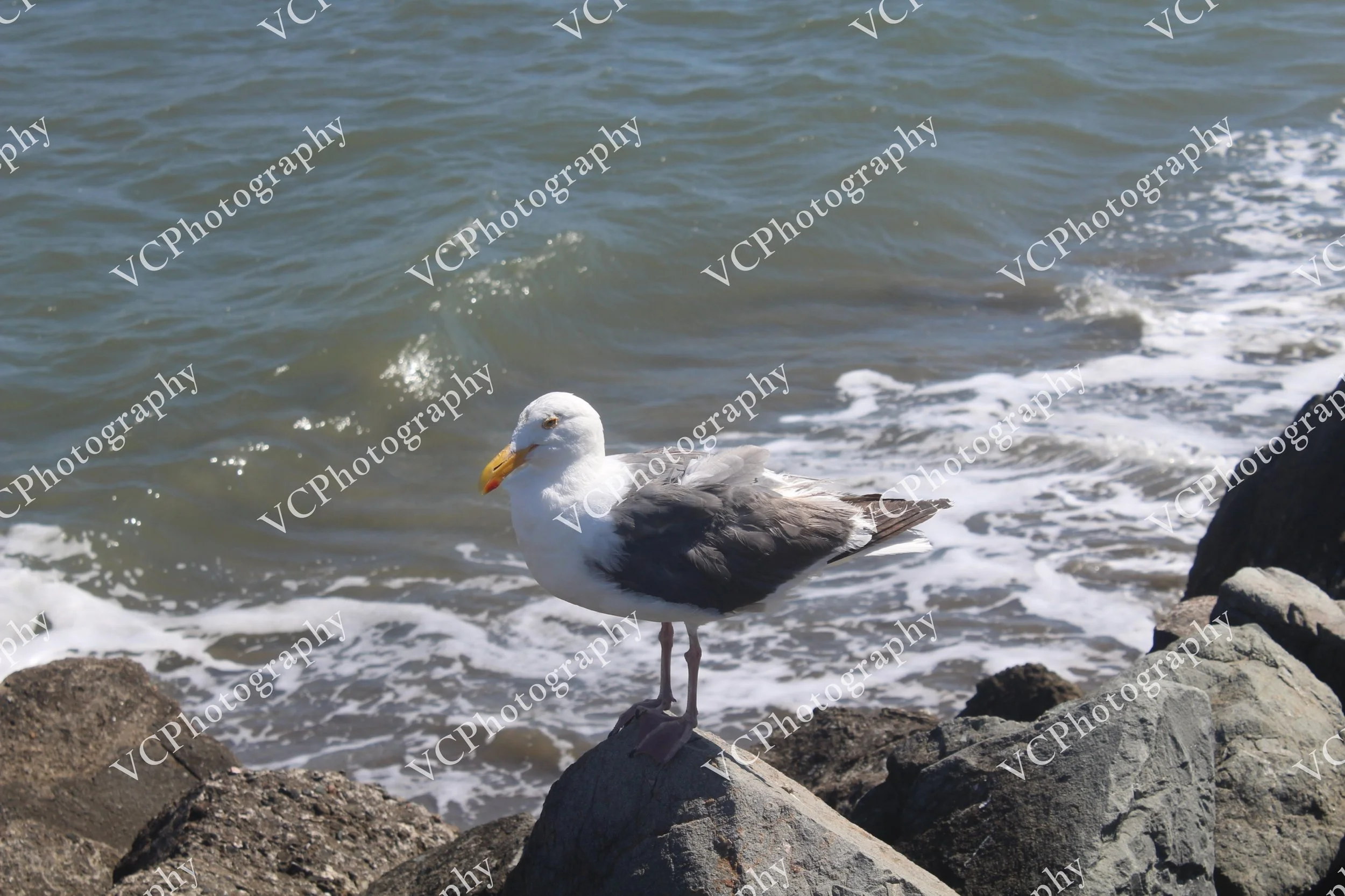 IMG_3140.JPG