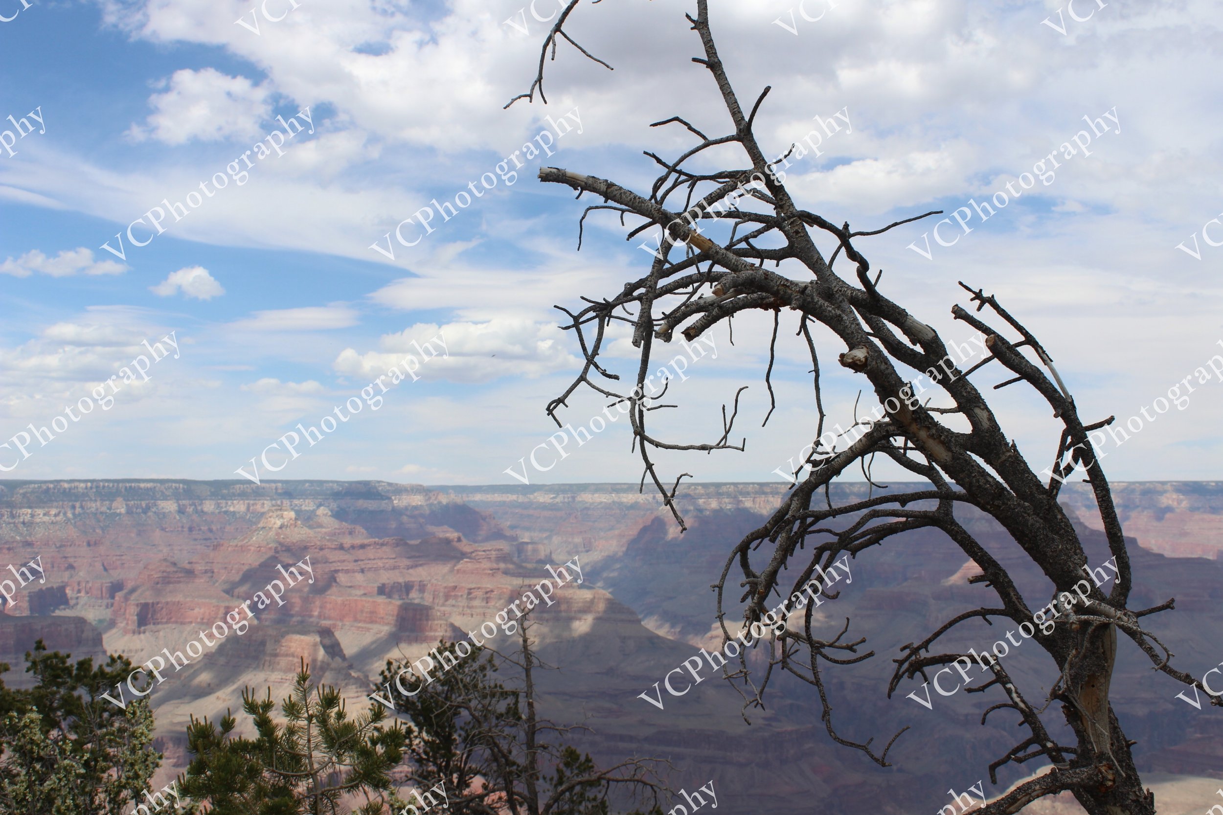 Clawing at the Canyon