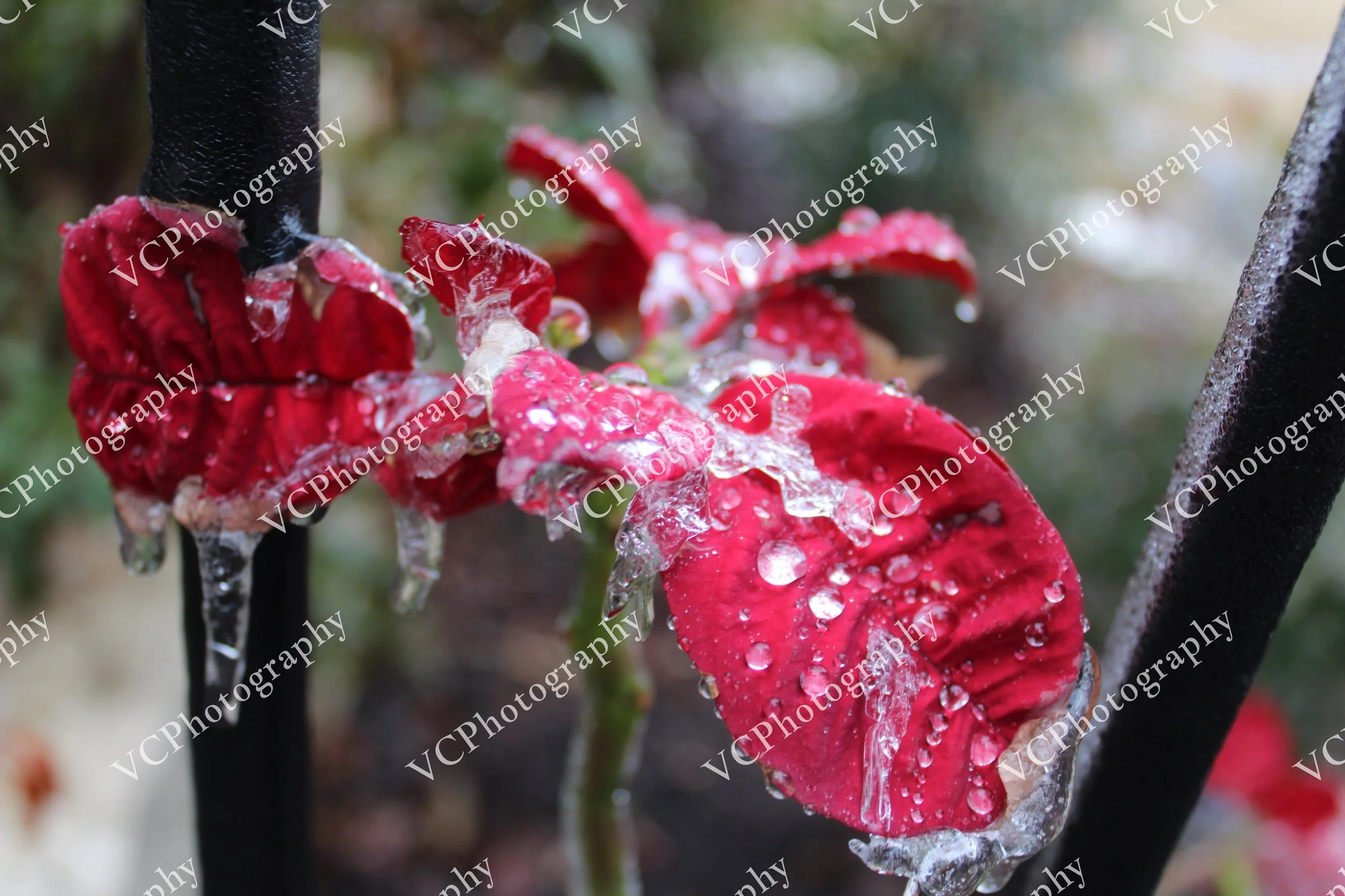 IMG_3179.JPG