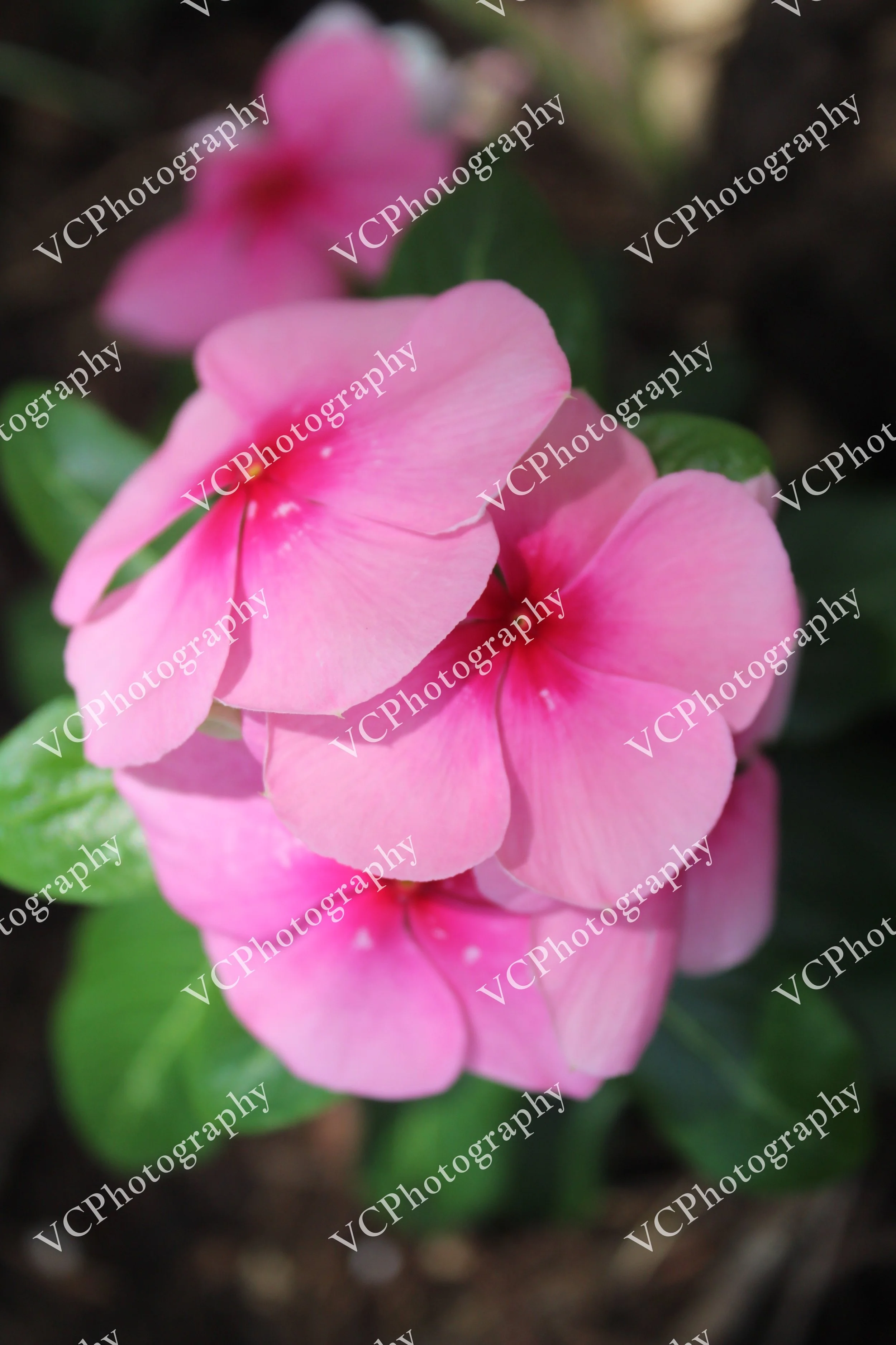 Soft Petals