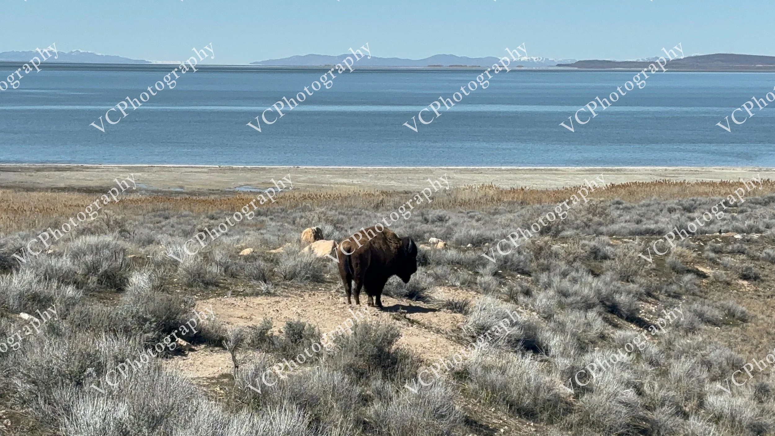 A Bison's Track