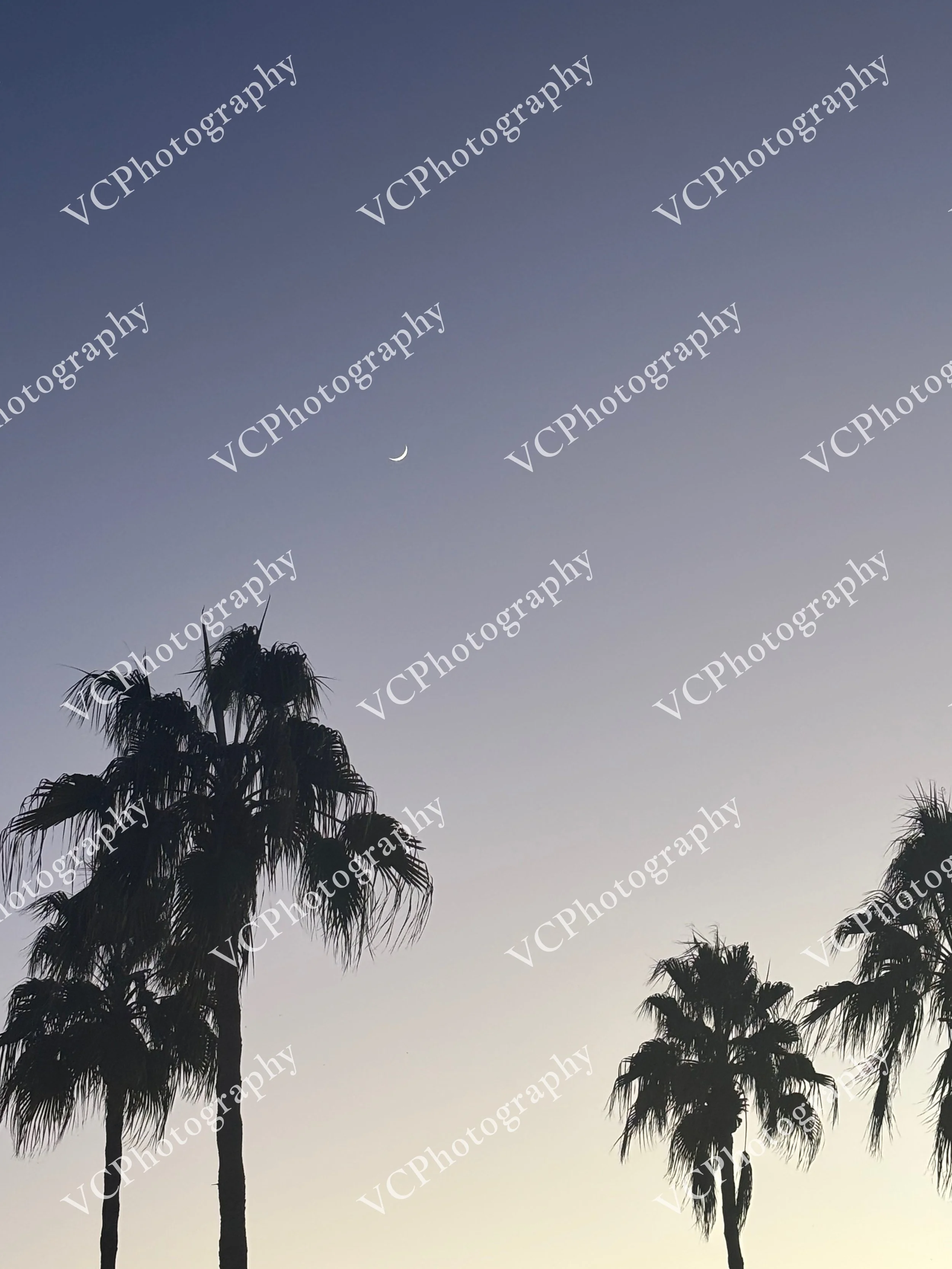 Crescent Palms